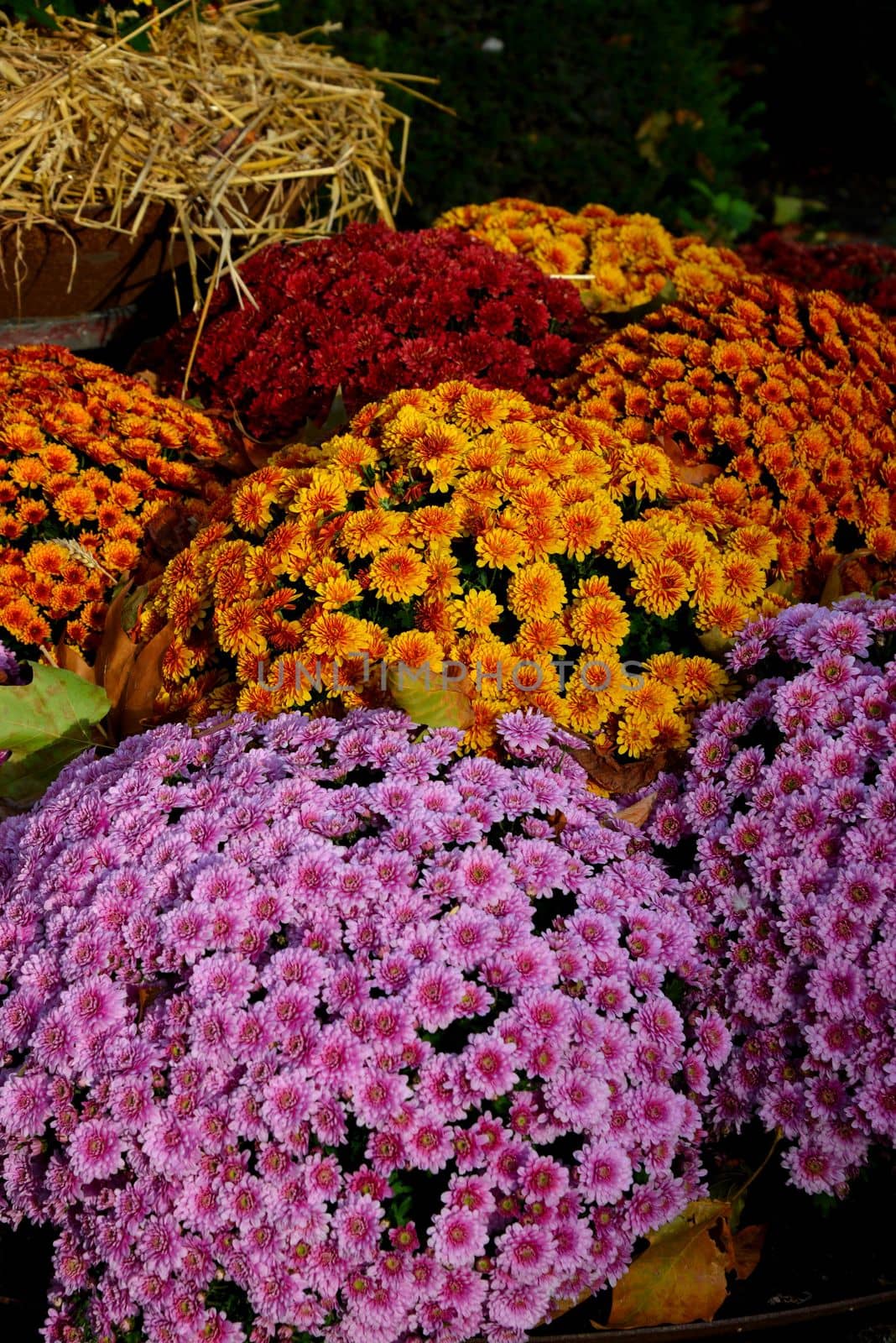 A garden with colorful flowers in Antwerp.