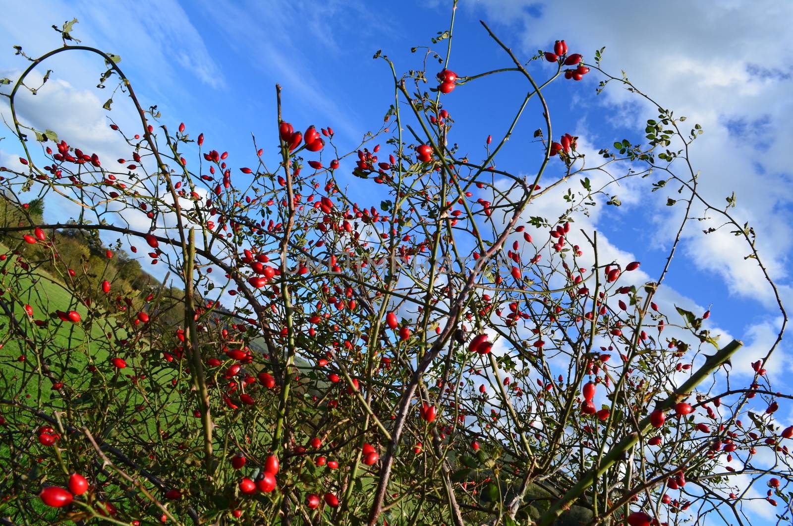 Wild red honeysuckle berries in the English countryside.Shot taken in Autumn 2013.