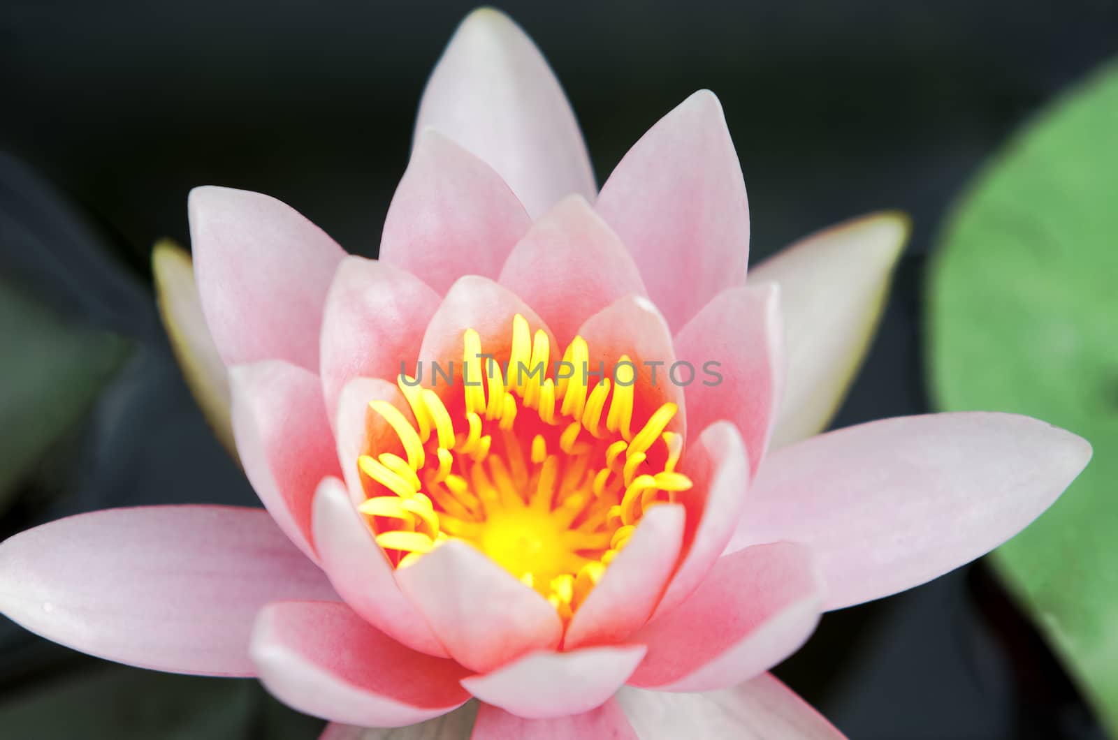water lily by gufoto