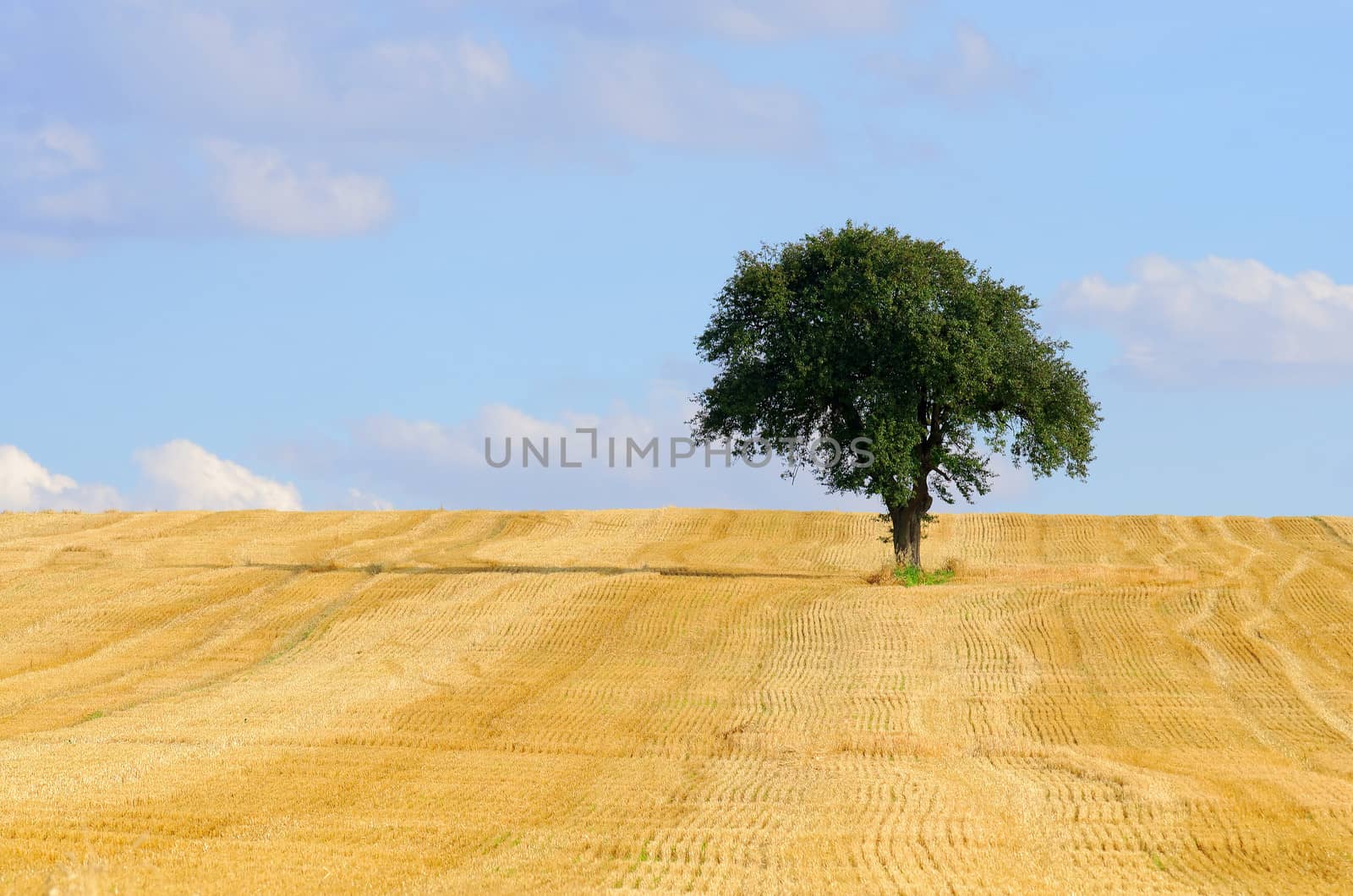 isolated tree in a harvested field