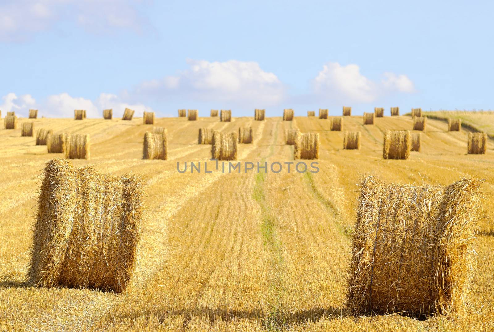 harvested field with straw balls