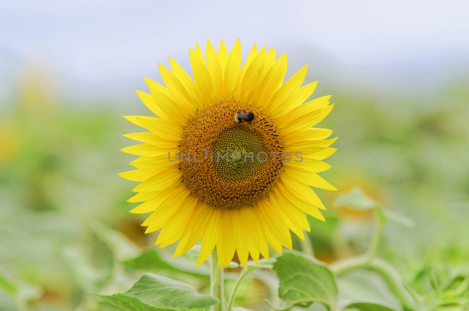 wasp landing on a sunflower