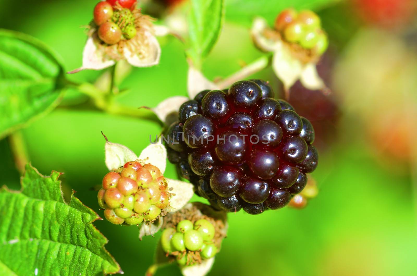 blackberry close up