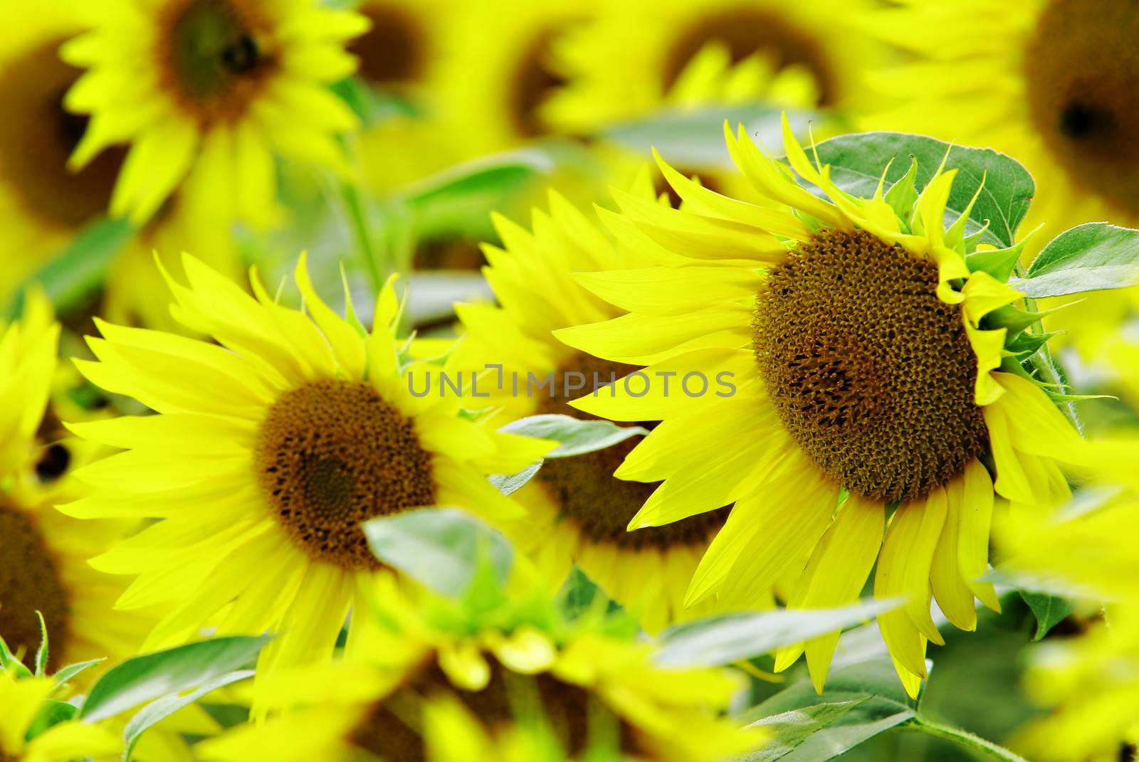 sunflower by gufoto