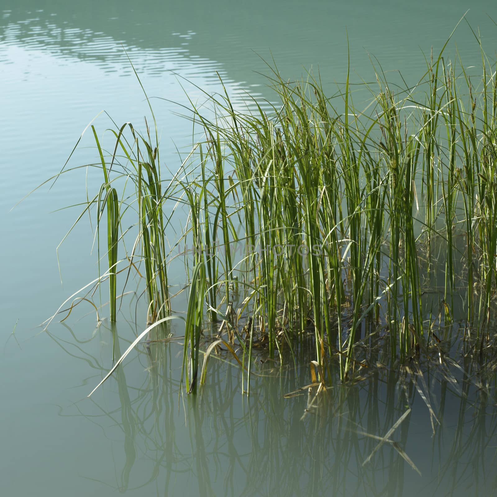 Grass in lake by mmm