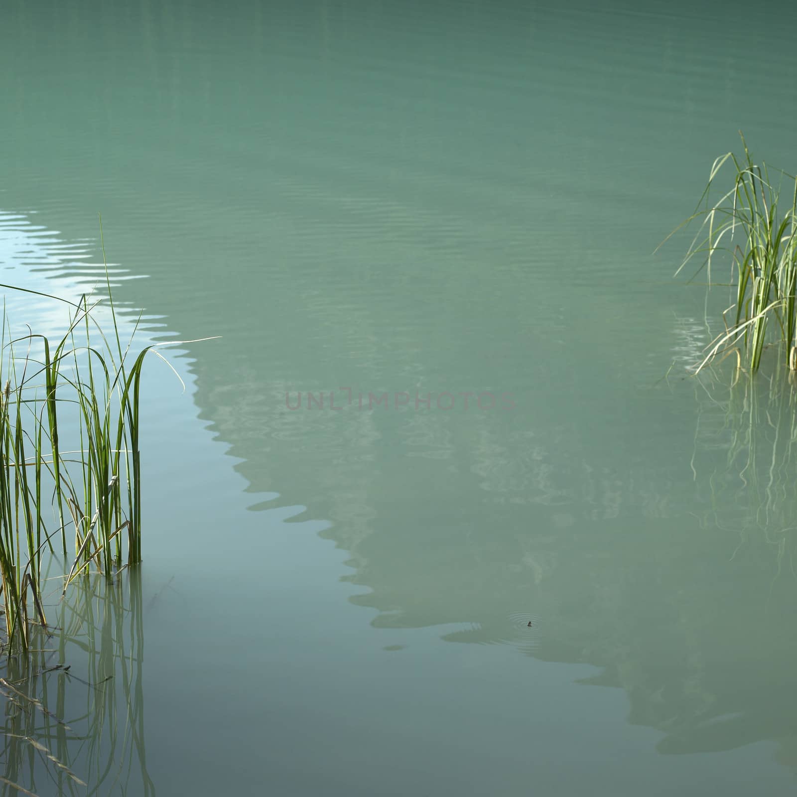 Grass in lake by mmm