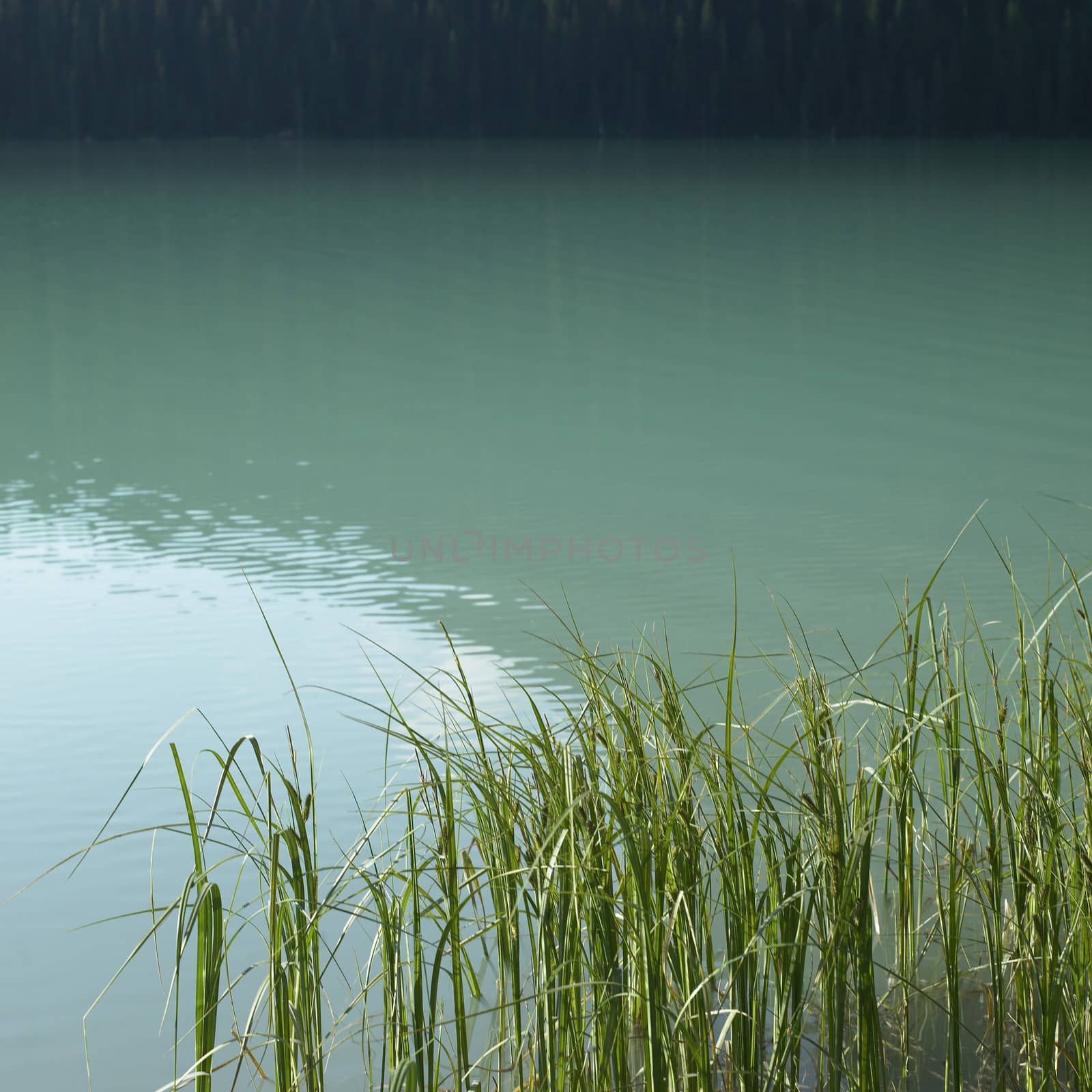 Long green grass growing in turquoise lake