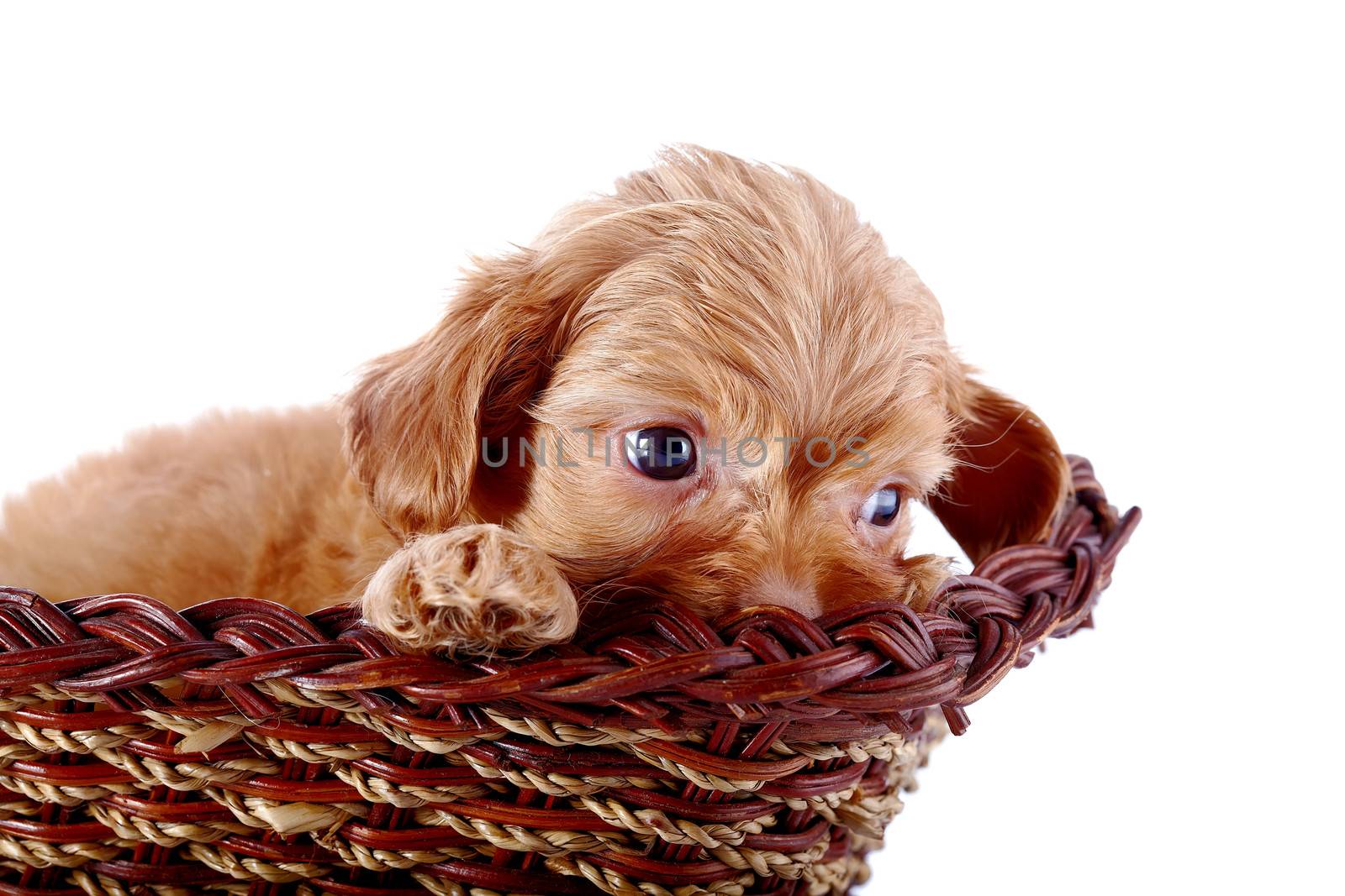 Portrait of a small puppy of a decorative doggie in a wattled basket. by Azaliya