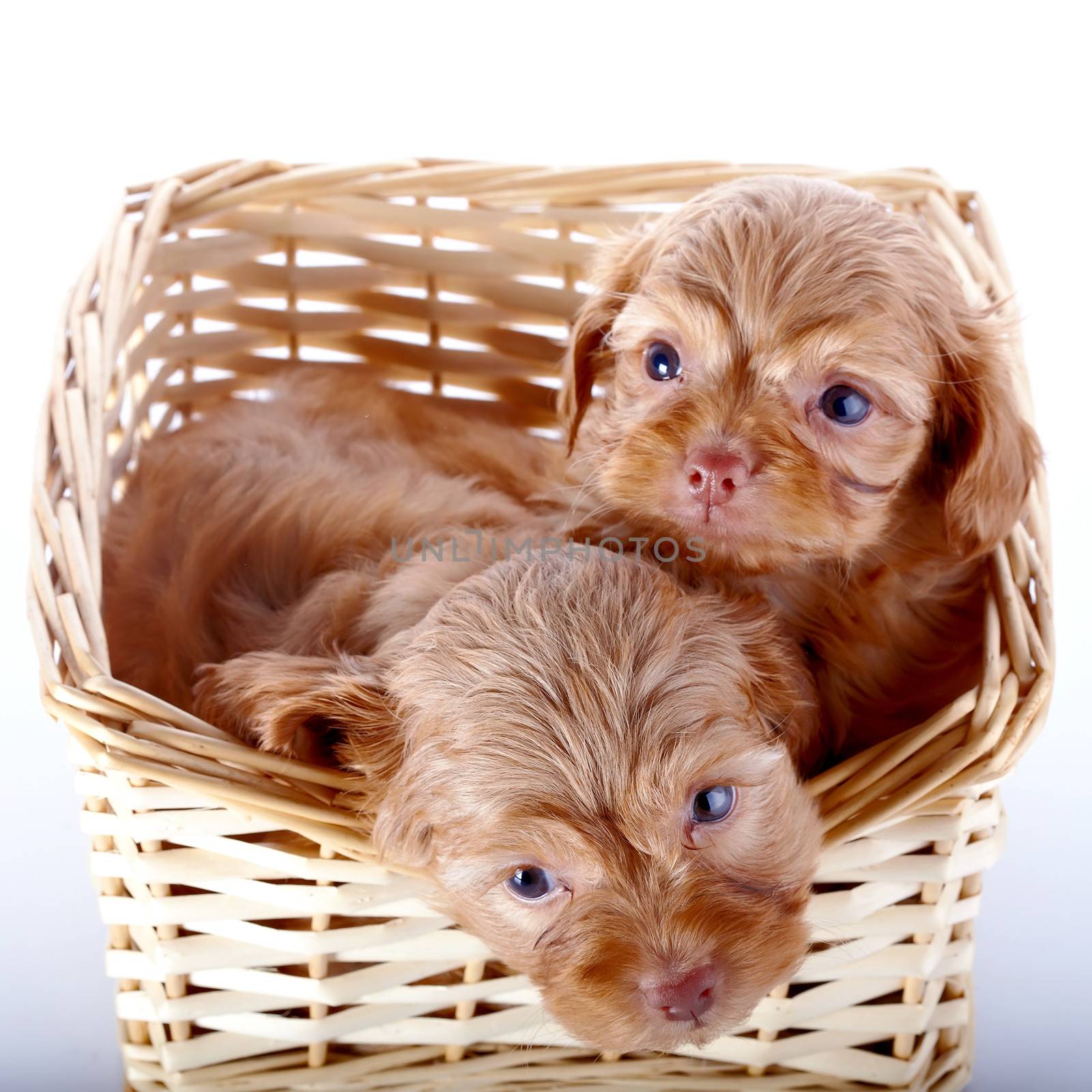Two small puppies in a wattled basket. by Azaliya
