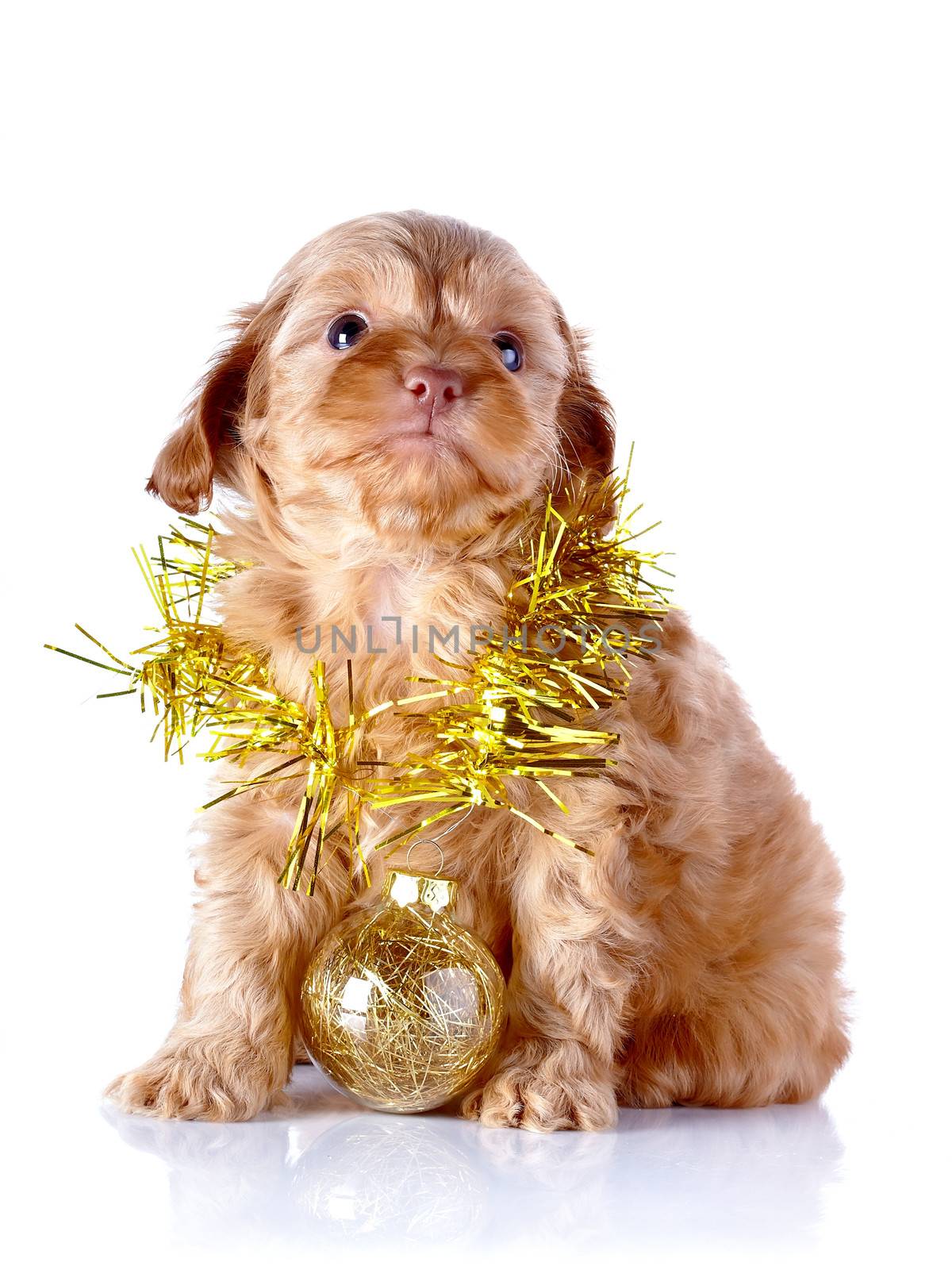 Puppy with New Year's ball and tinsel. by Azaliya