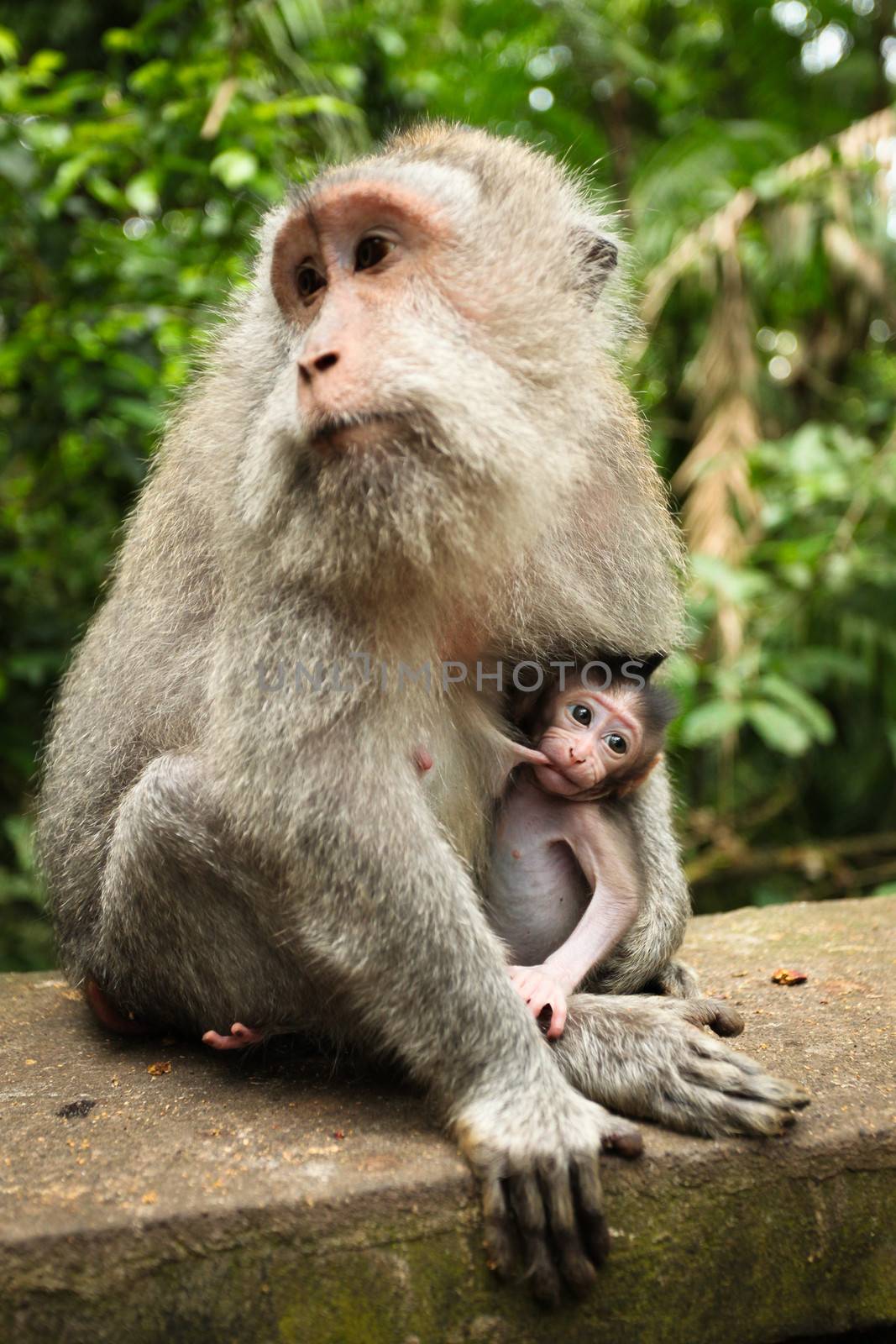 Breastfeeding monkey by juhku