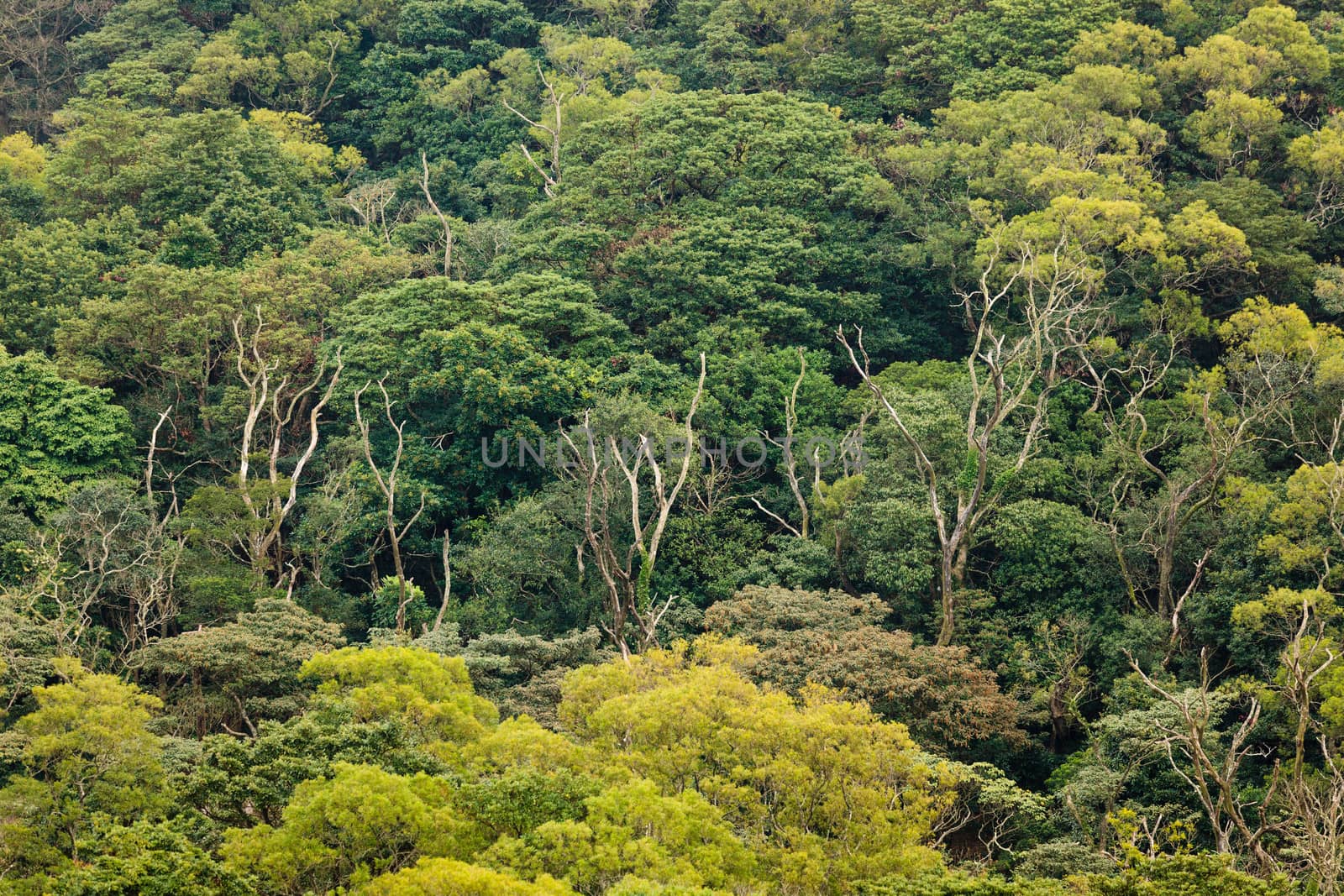 aerial view of rainforest canopy by juhku