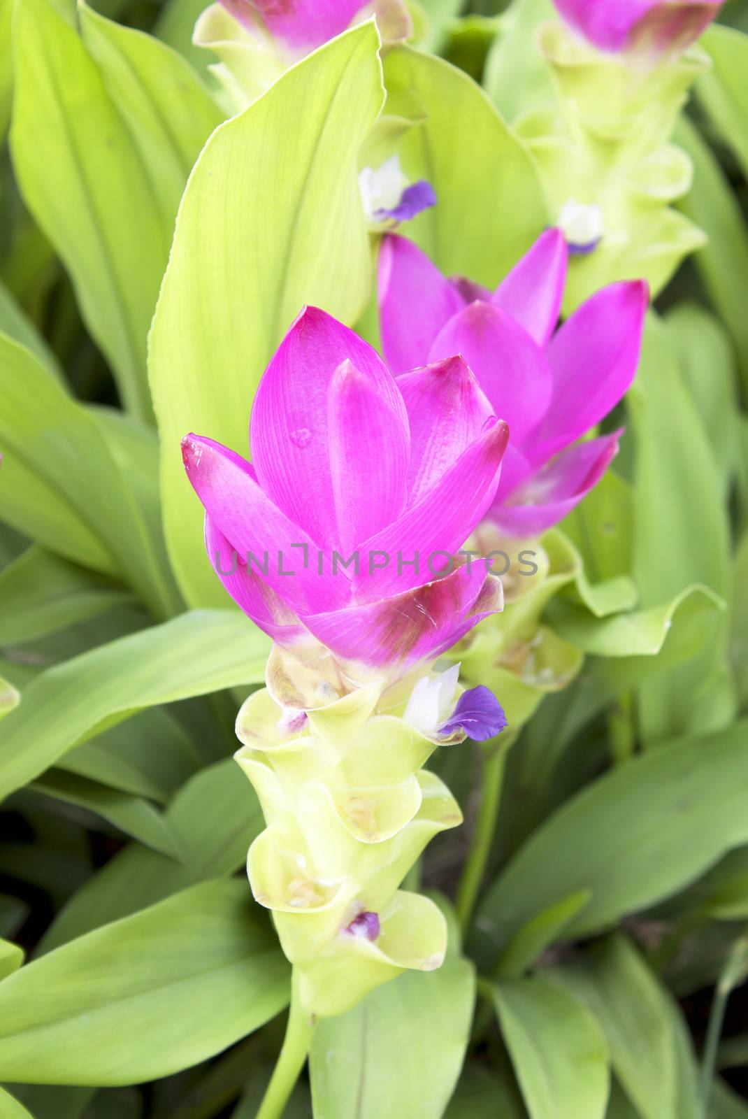 curcuma alismatifolia by janniwet