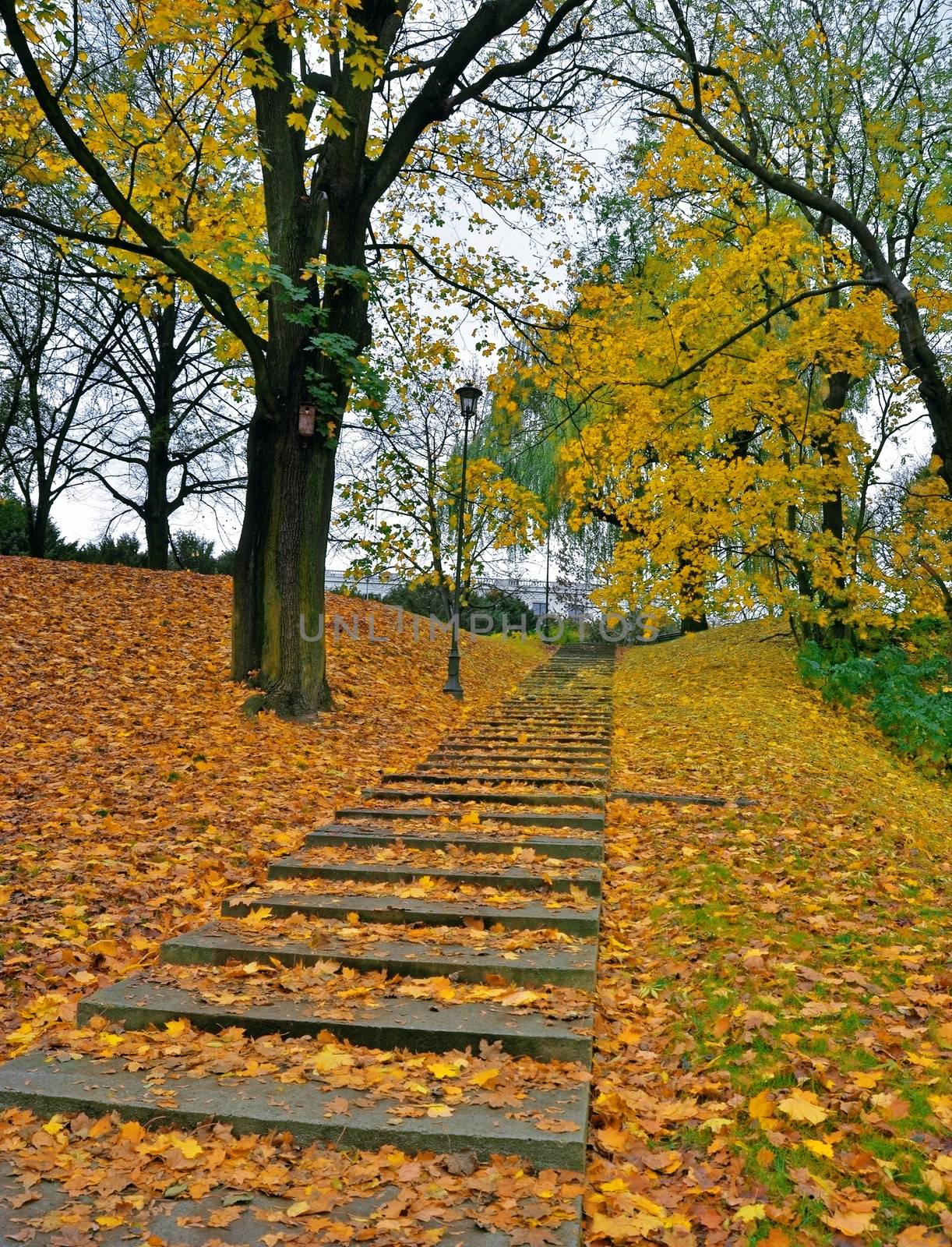 Park view with stairs in autumn