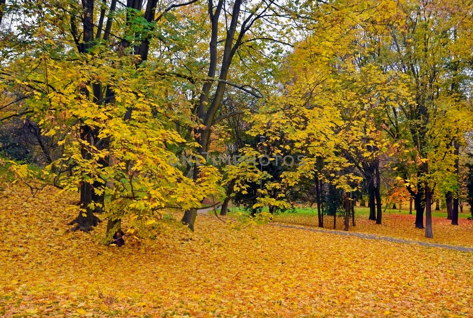 Park in autumn season.