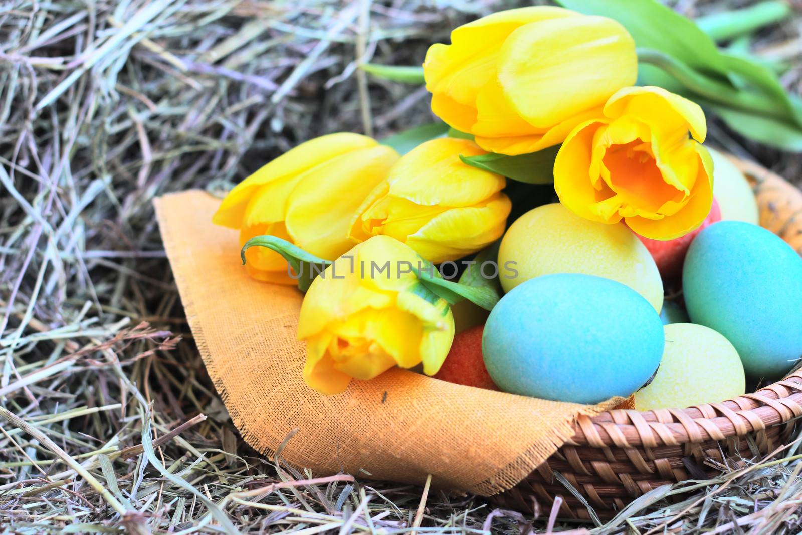 Basket of colored easter eggs and tulips on hay