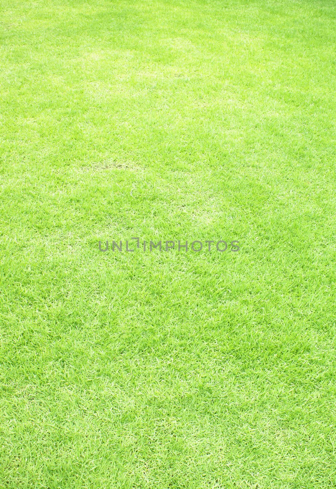 Photo of the beautiful green grass texture