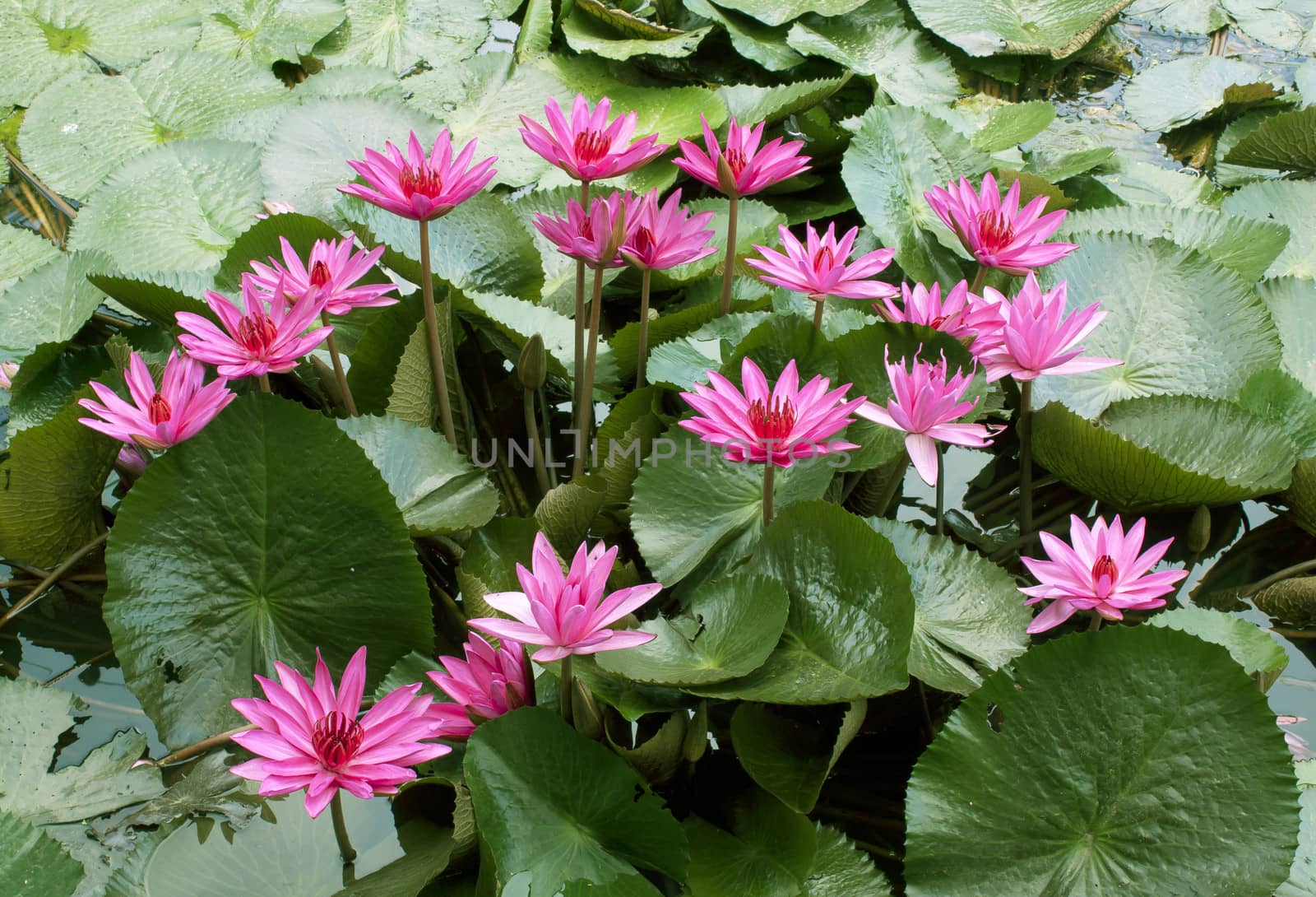 Lotus leaf  droplets Water  on Lotus leaf