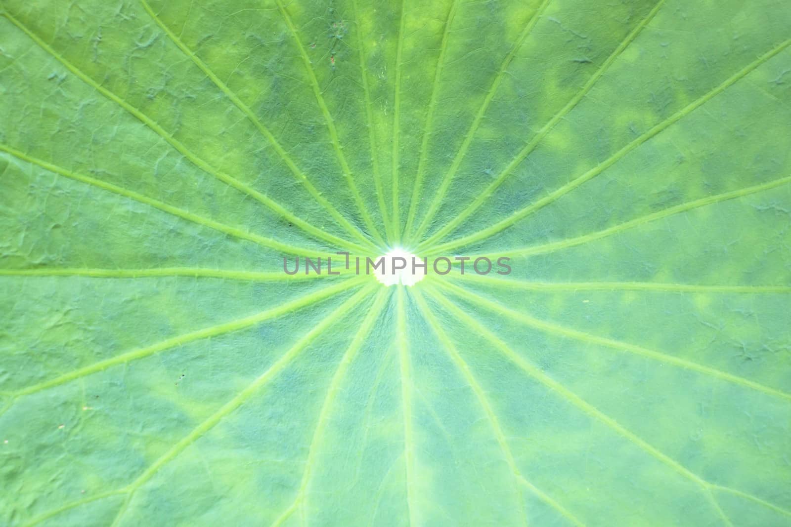 Lotus leaf  droplets Water  on Lotus leaf