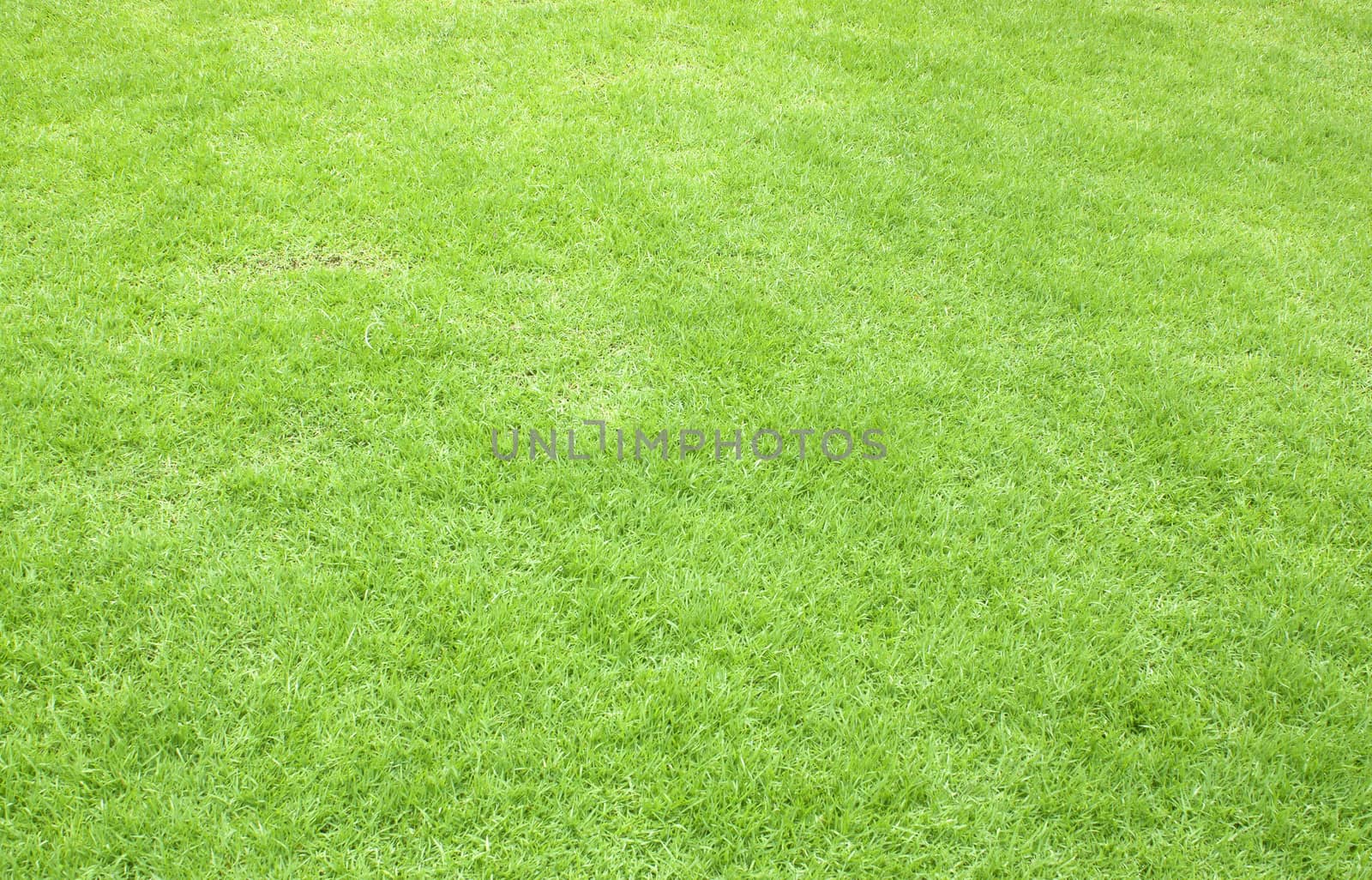 Photo of the beautiful green grass texture