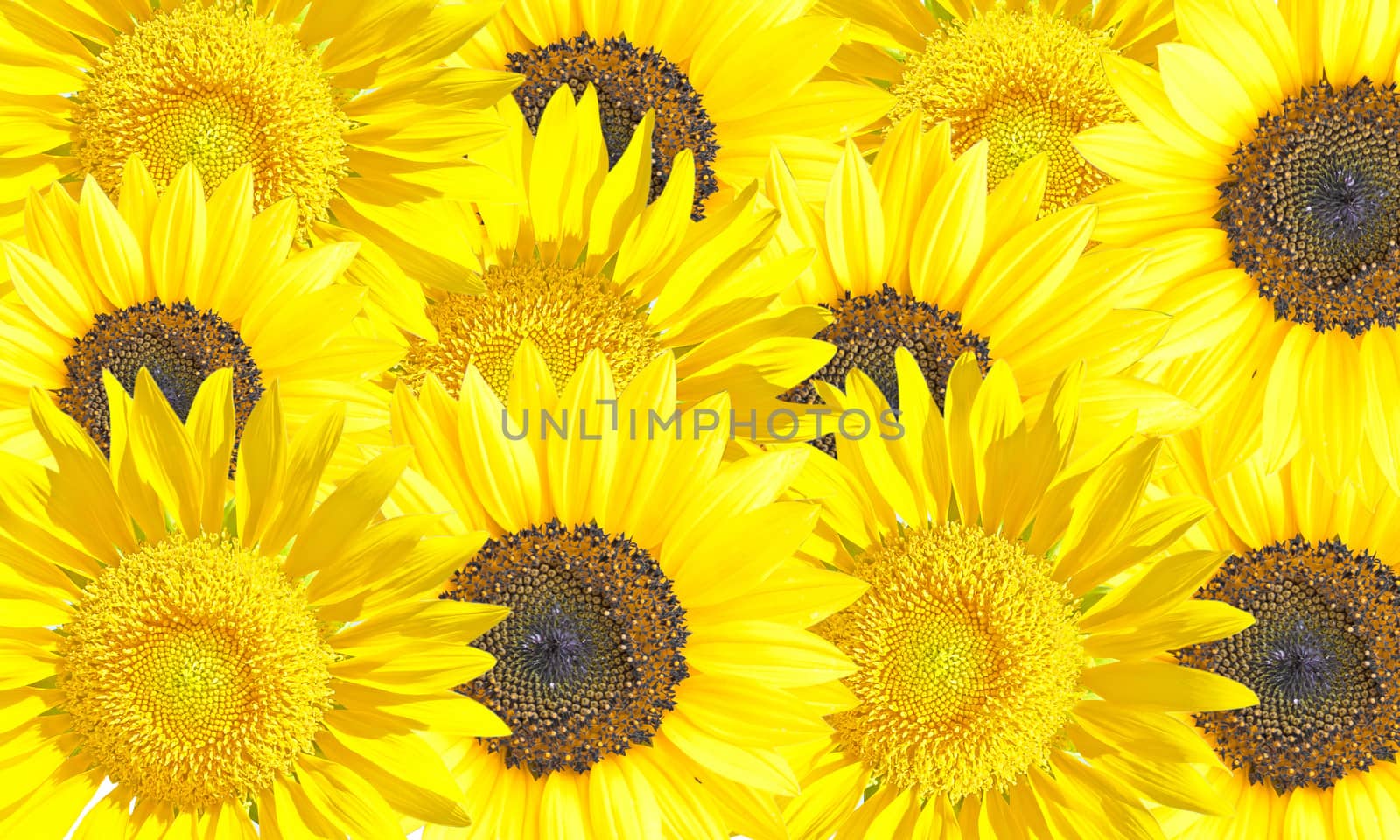 Yellow Sunflower Isolated on White Clipping Path