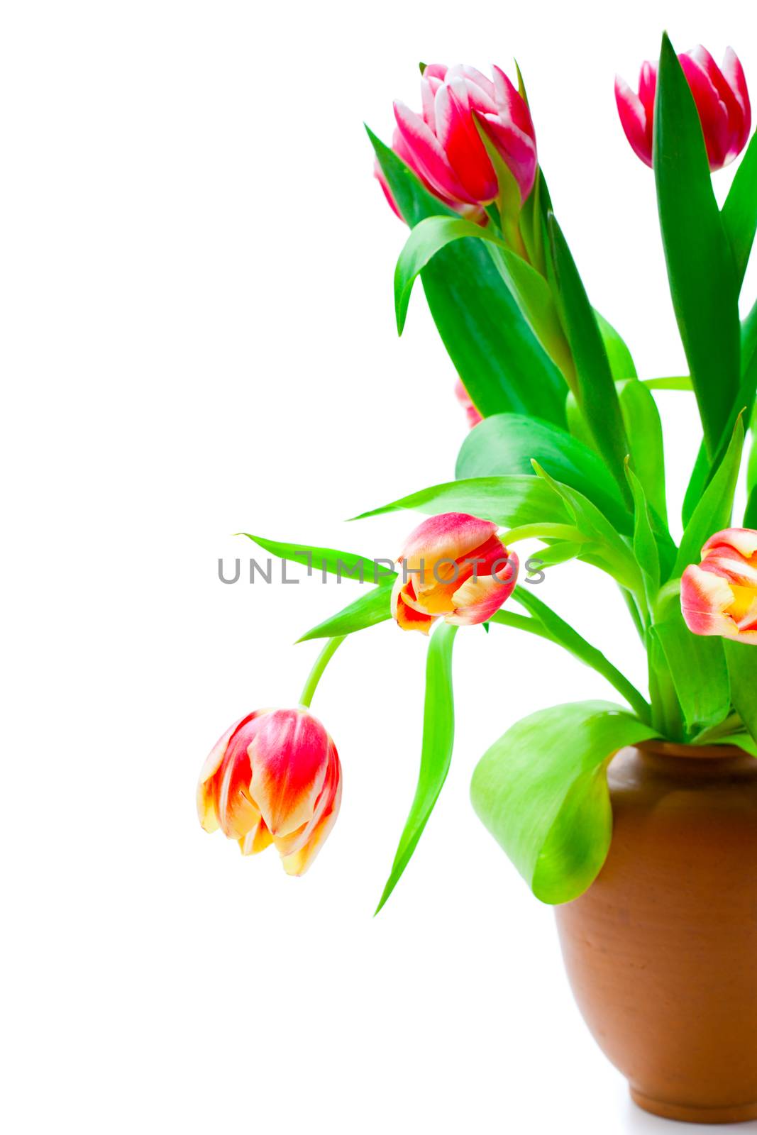Beautiful red tulips in a vase on a white background (with sample text)