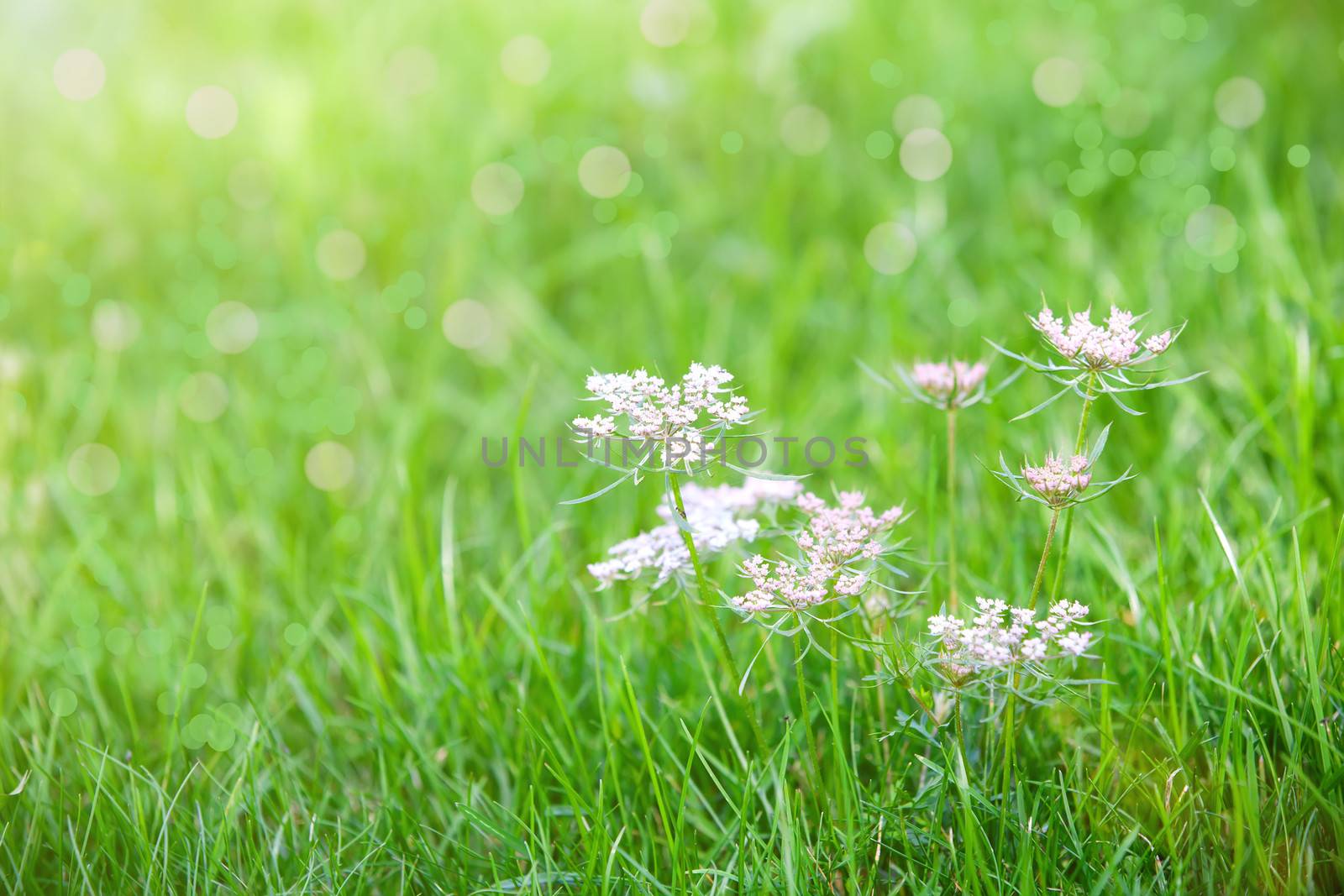 Caraway is a biennial plant in the family Apiaceae