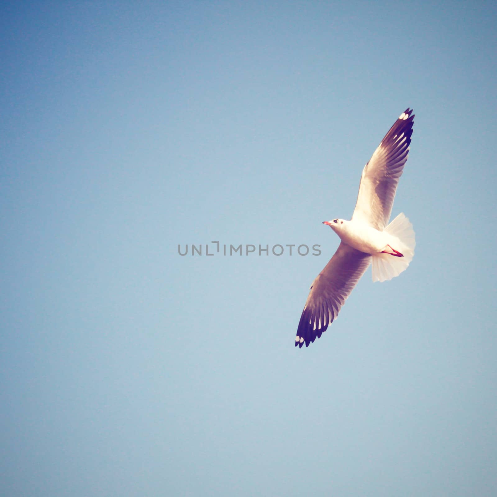 Seagull on blue sky with retro filter effect by nuchylee