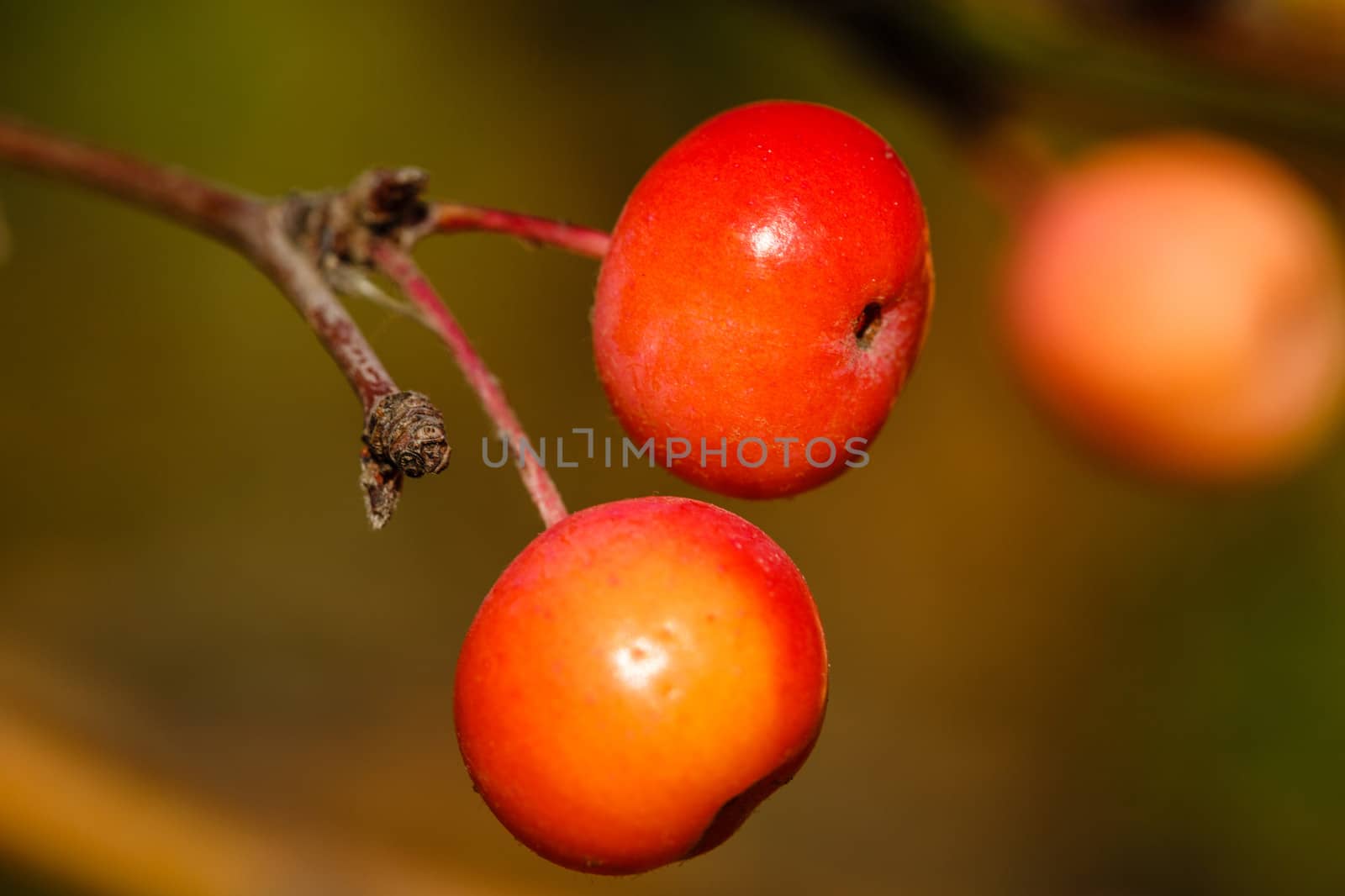 Berries and branches in the autumn forest close-up shot