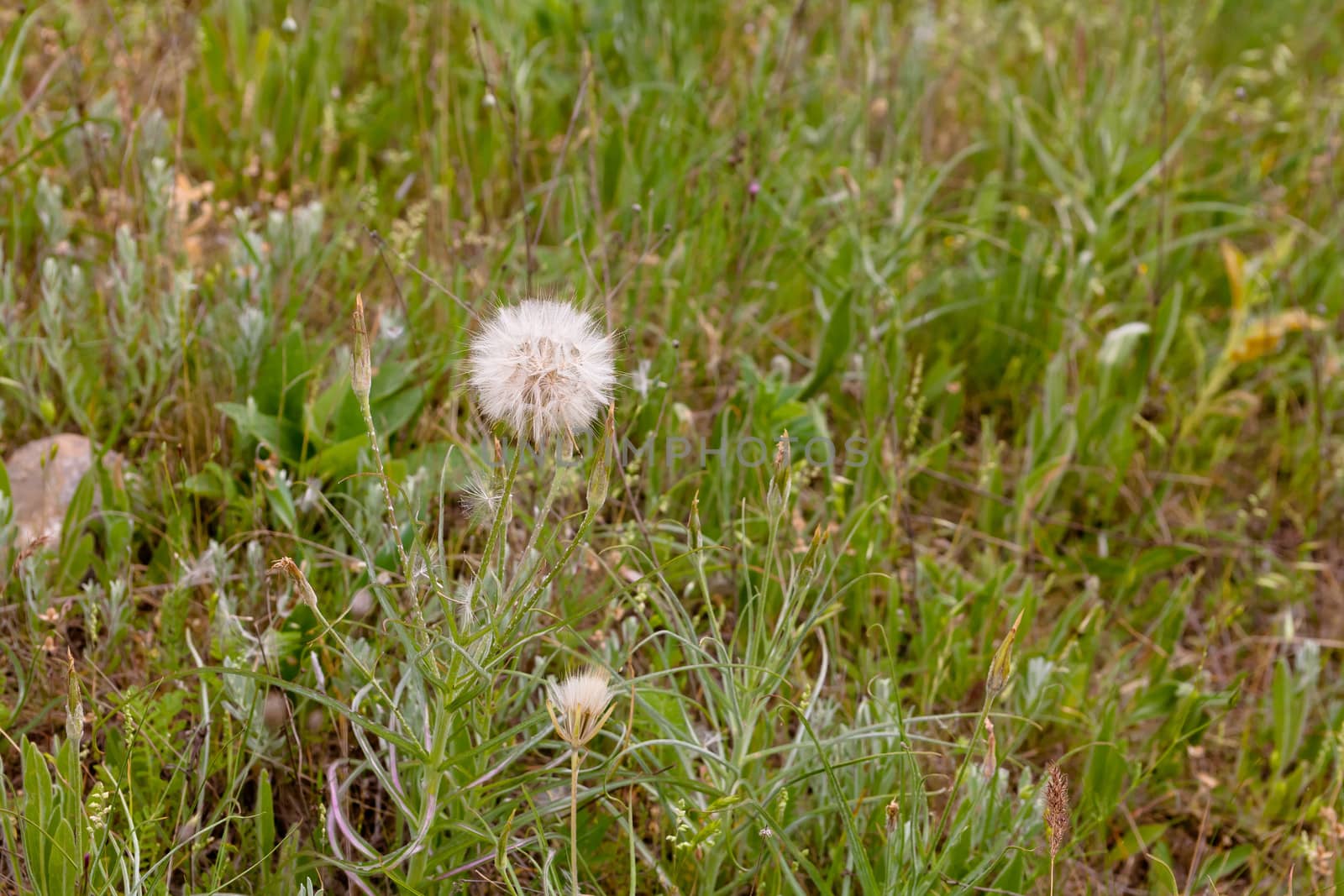 Several white dandelions on green grass
