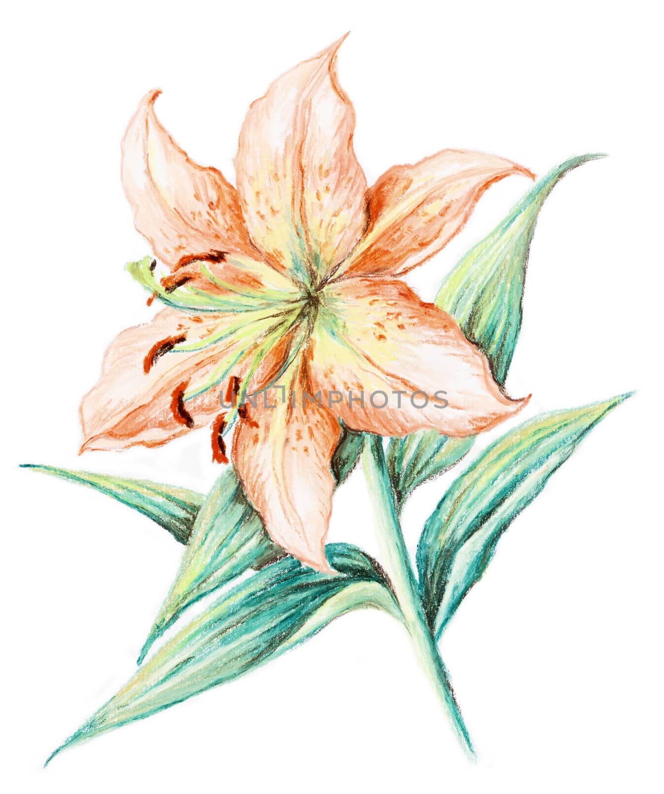 Flower of a lily. Picture, pastel, hand-draw on white paper