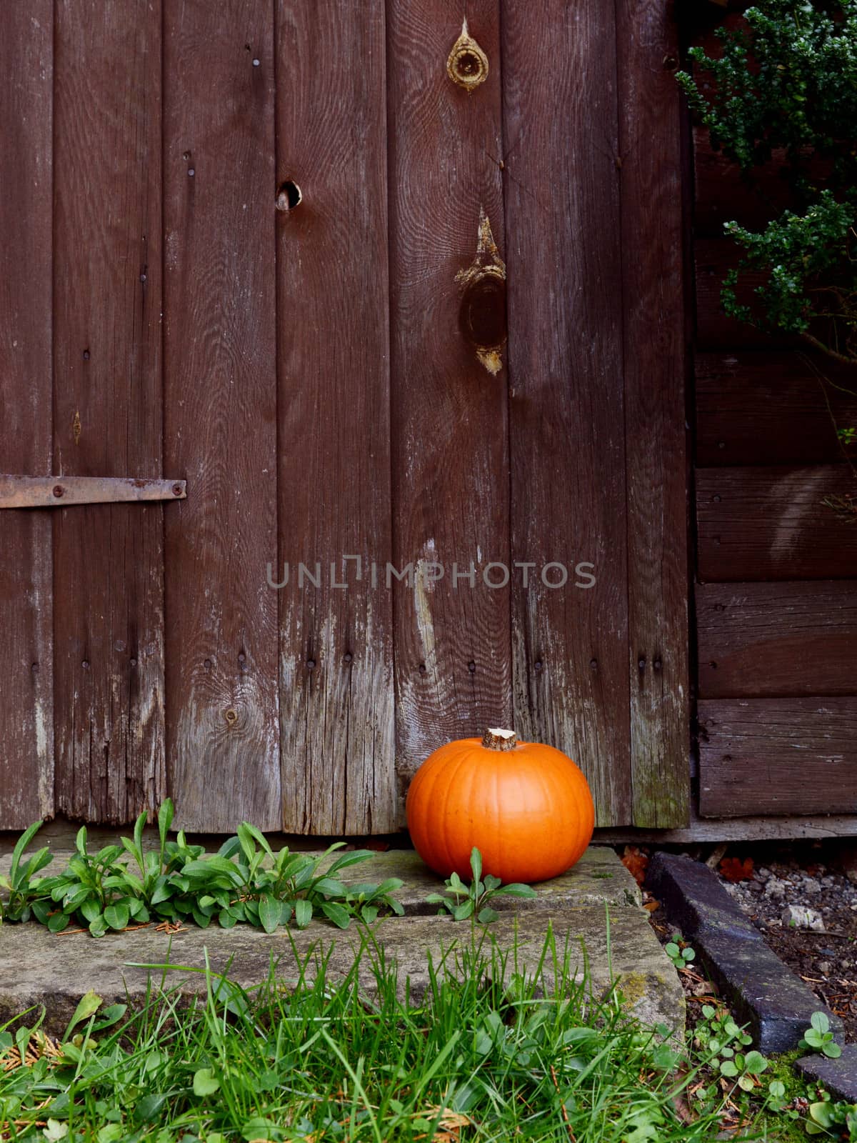 Small ripe pumpkin in front of a rustic wooden door