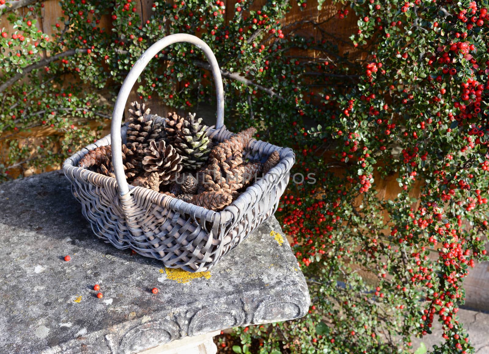 Fir cones in a rustic basket against a background of red cotoneaster berries