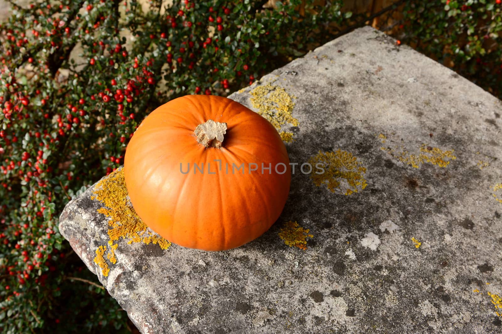 Small orange pumpkin on a stone bench with background of red cotoneaster berries