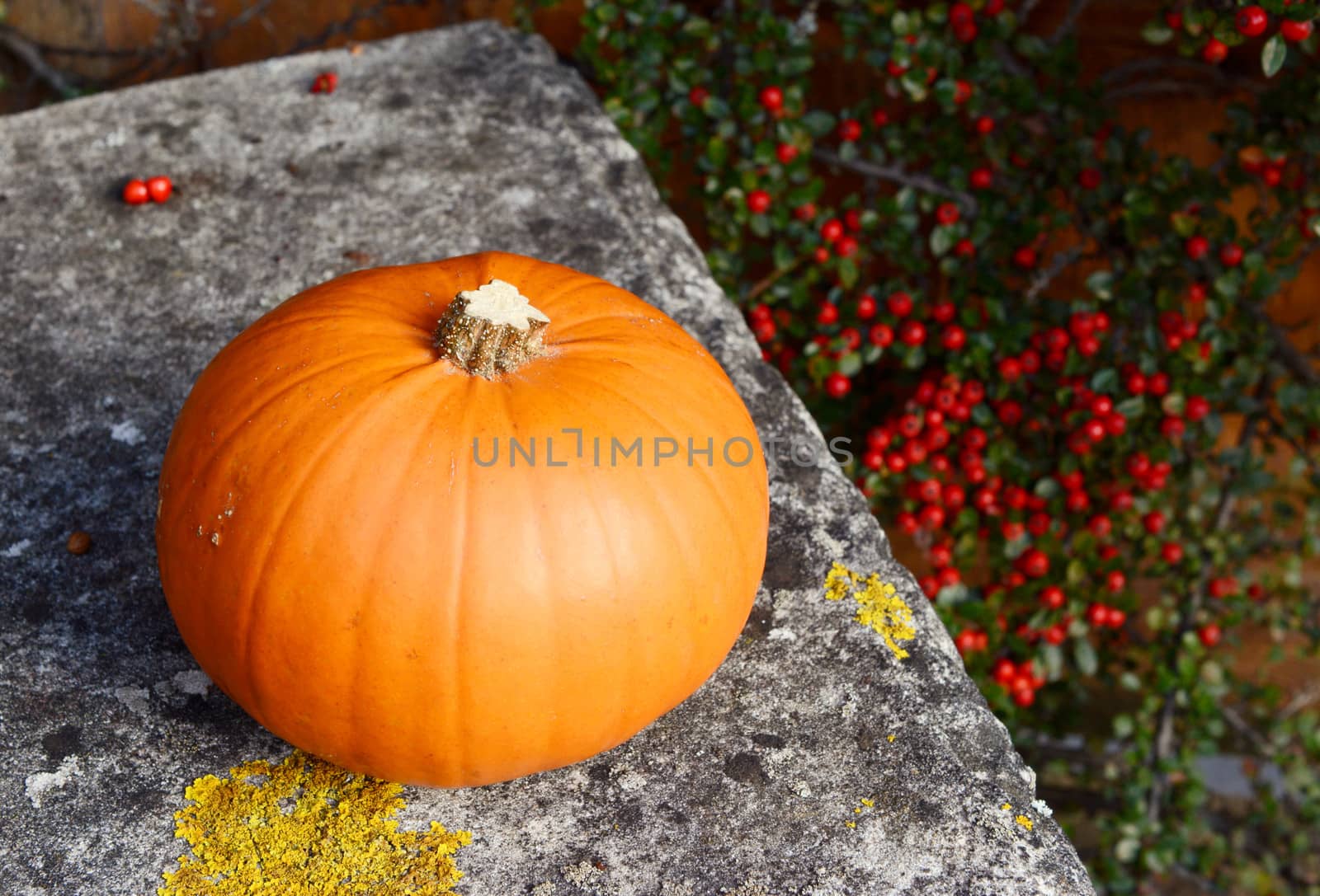 Ripe pumpkin on a stone bench against a background of red cotoneaster berries