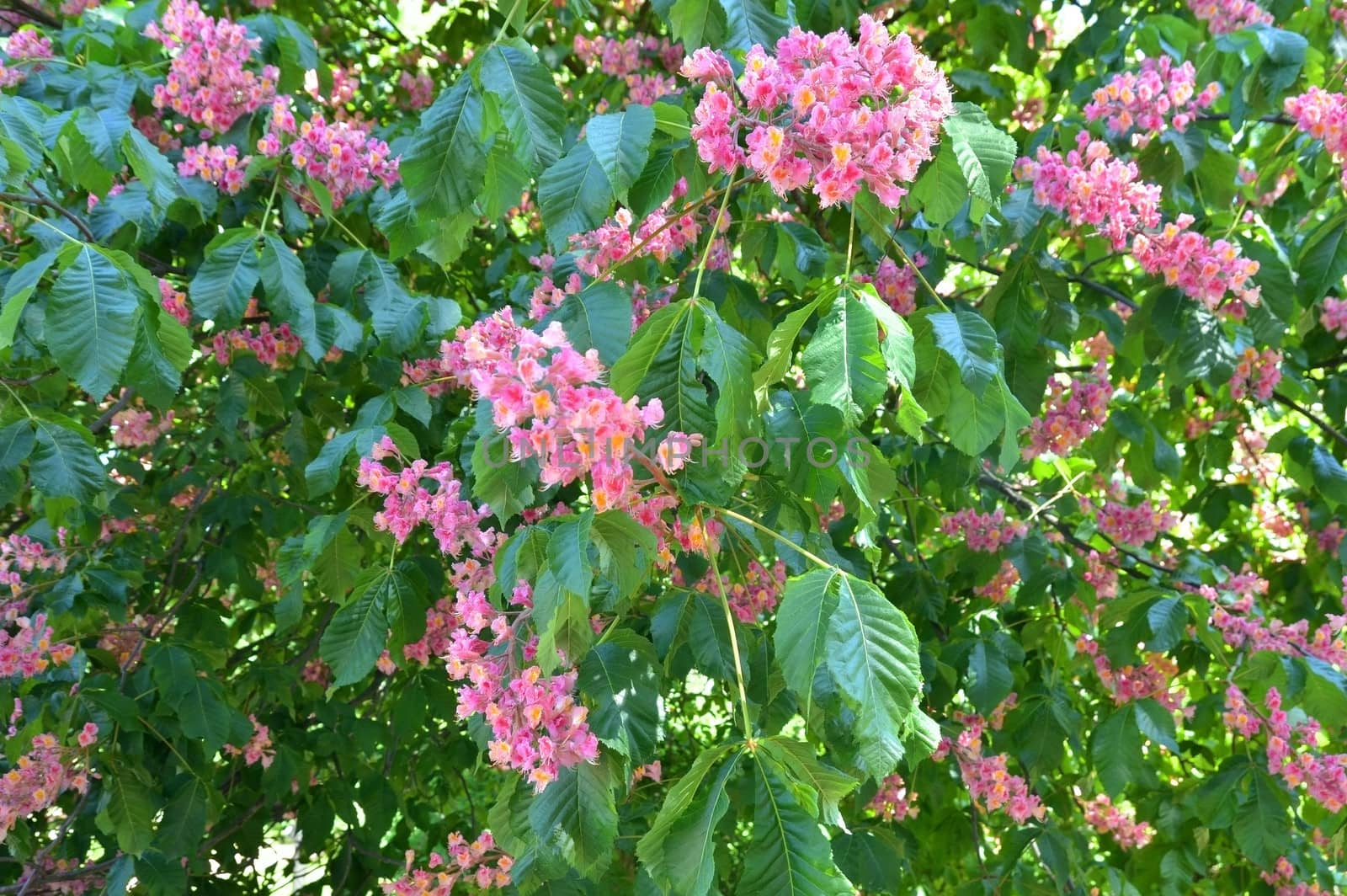 Chectnut tree blooming  in May