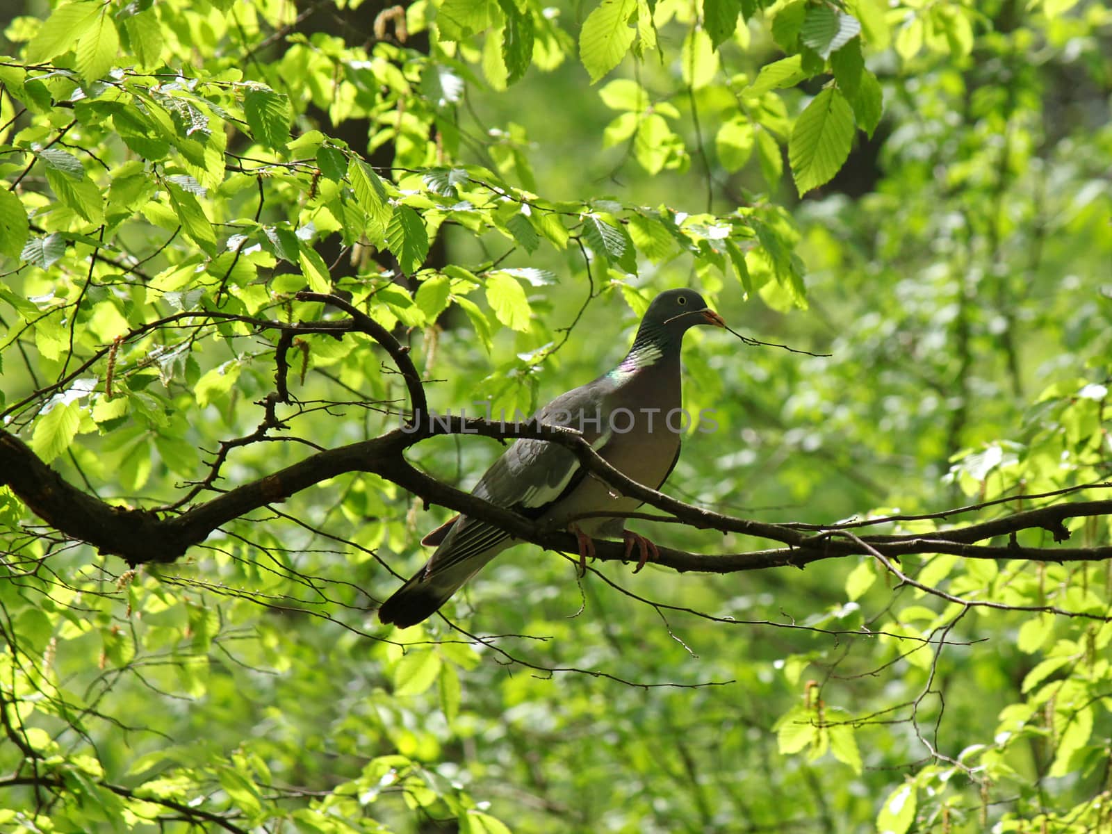 Common Wood Pigeon on branch of tree