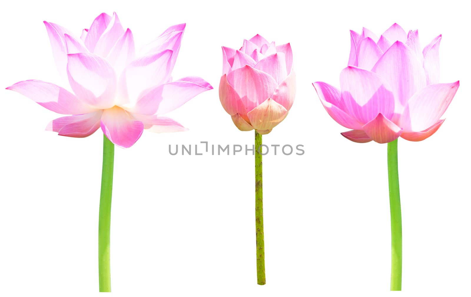 Beautiful lotus(Single lotus flower isolated on white background)