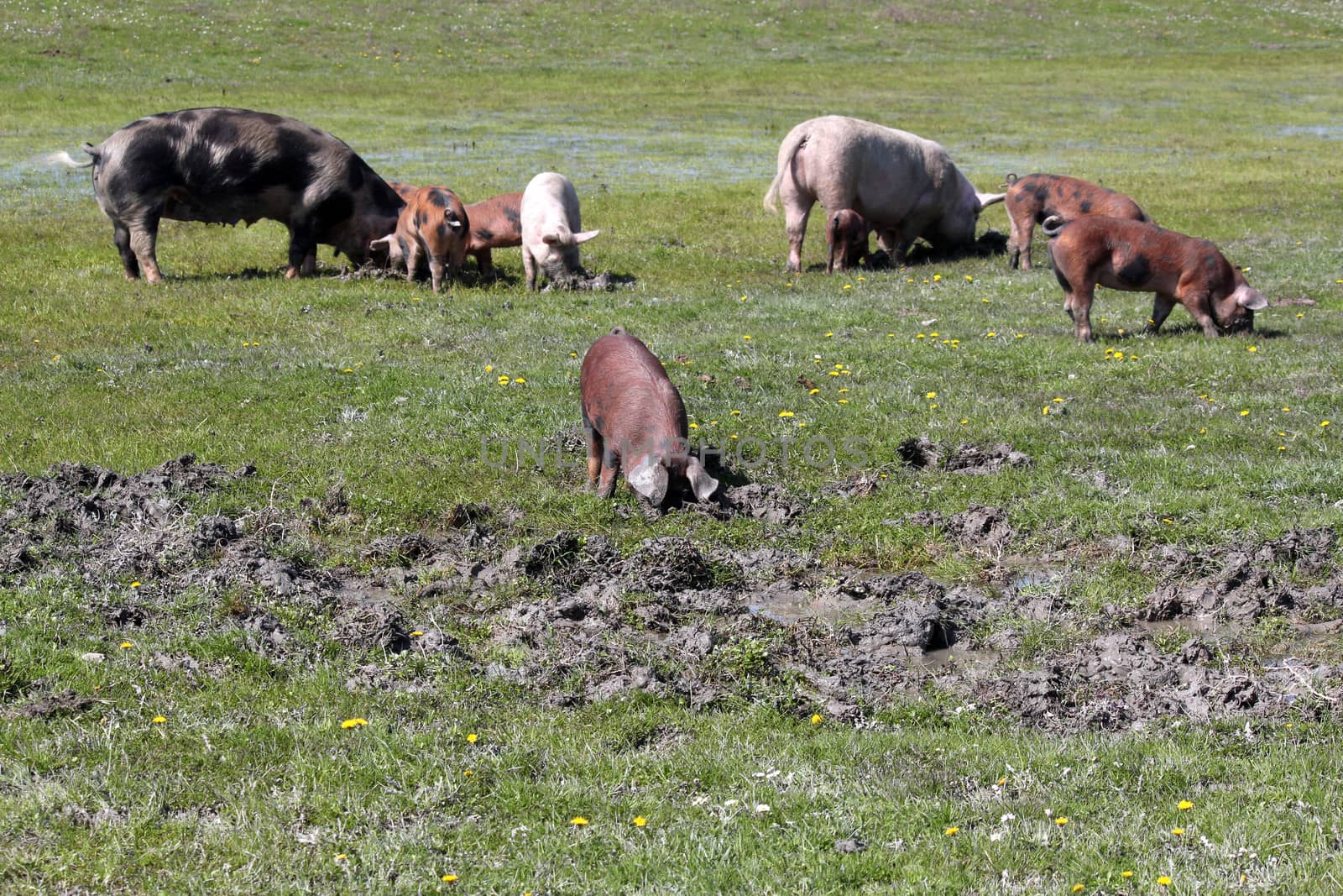 pigs in a mud on farm
