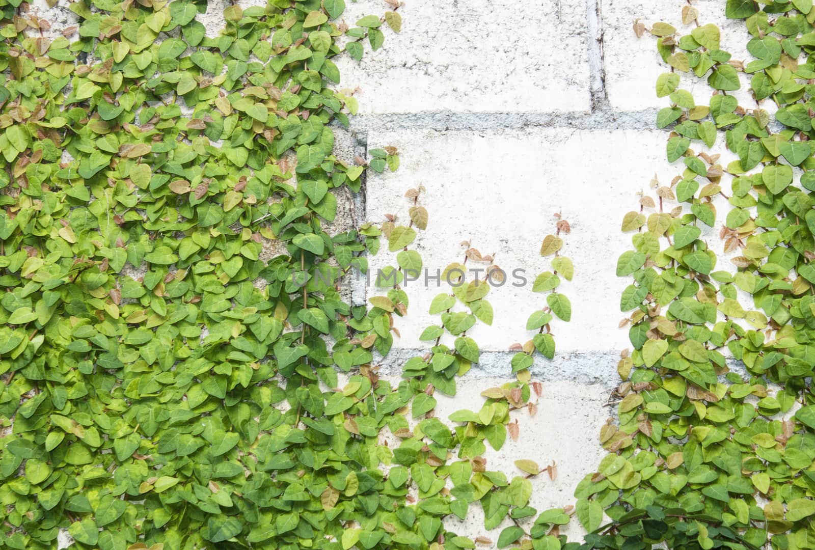 The Green Creeper Plant on the Wall