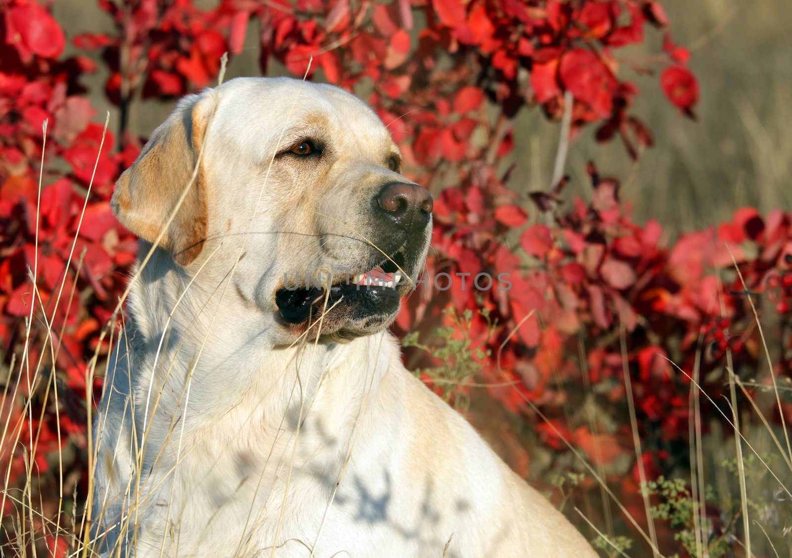 yellow labrador in the park in autumn portrait