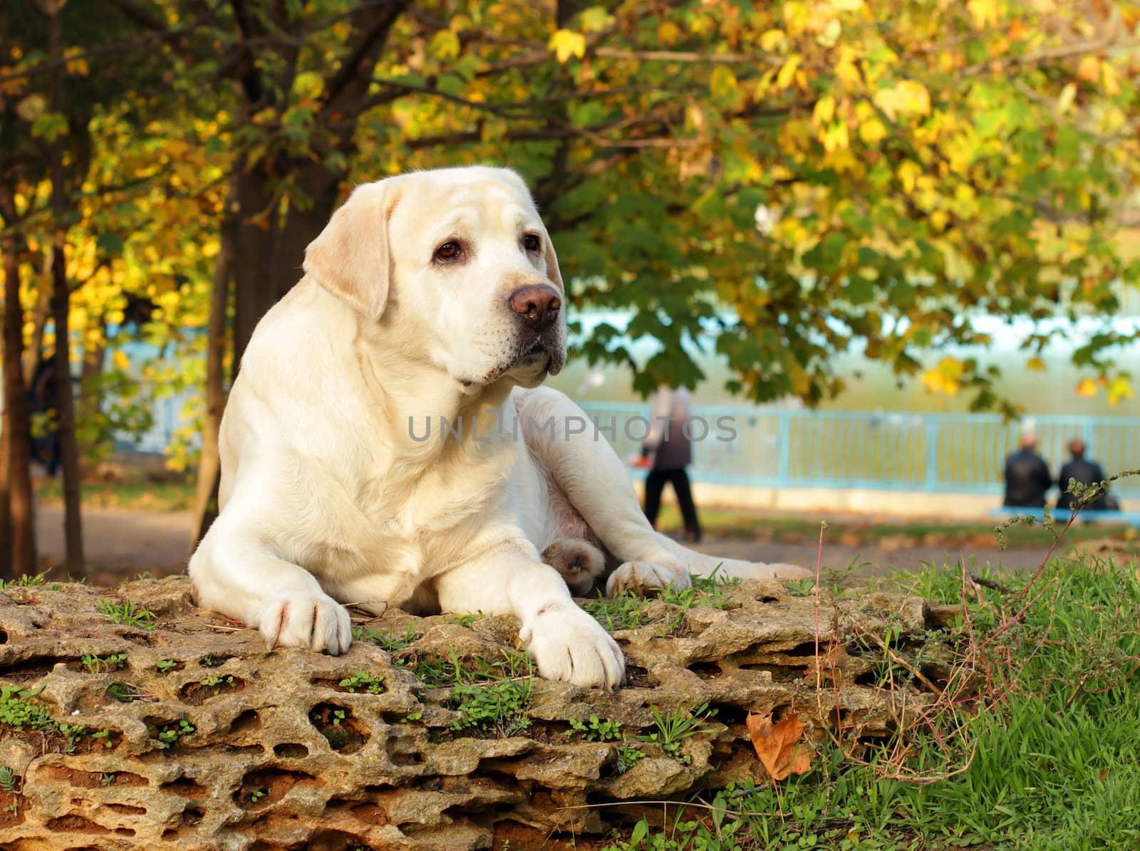 yellow labrador in the park in autumn