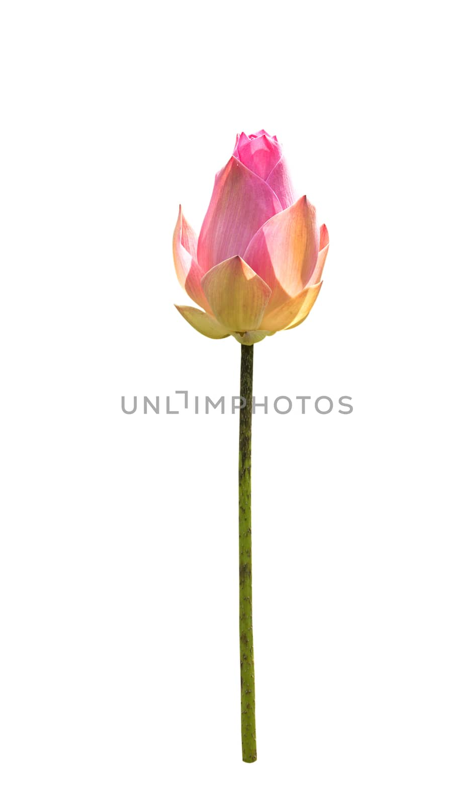 Beautiful lotus(Single lotus flower isolated on white background)