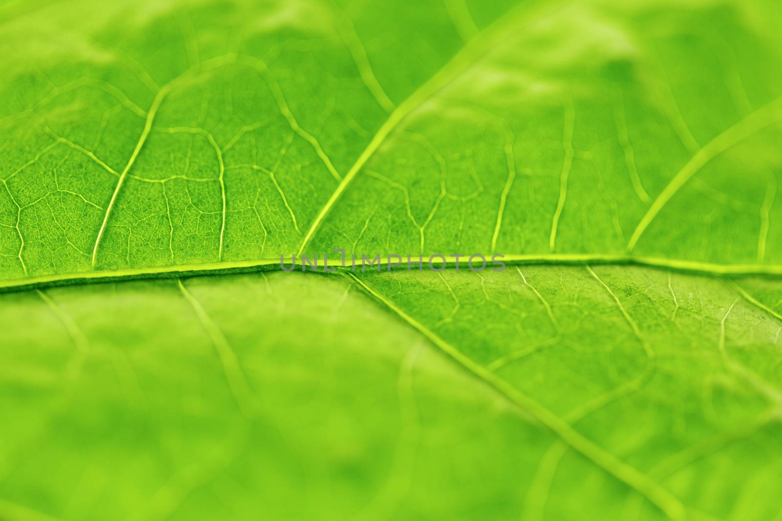 Fresh dreen leaf texture macro close-up