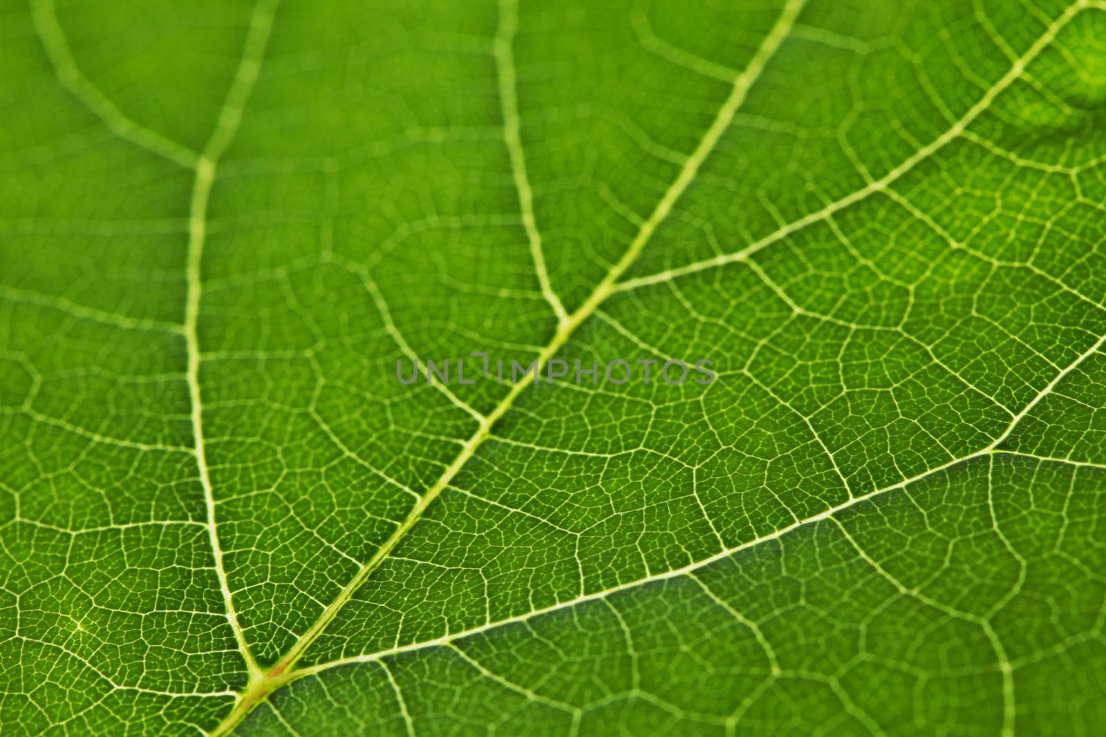 Fresh dreen leaf texture macro close-up