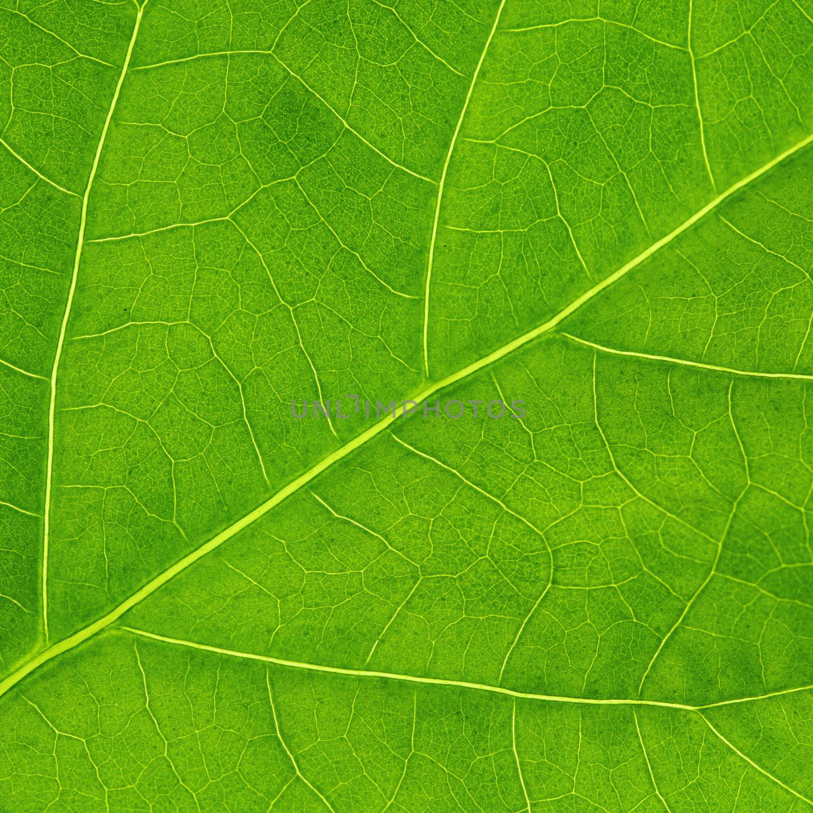 Green leaf texture by Yellowj