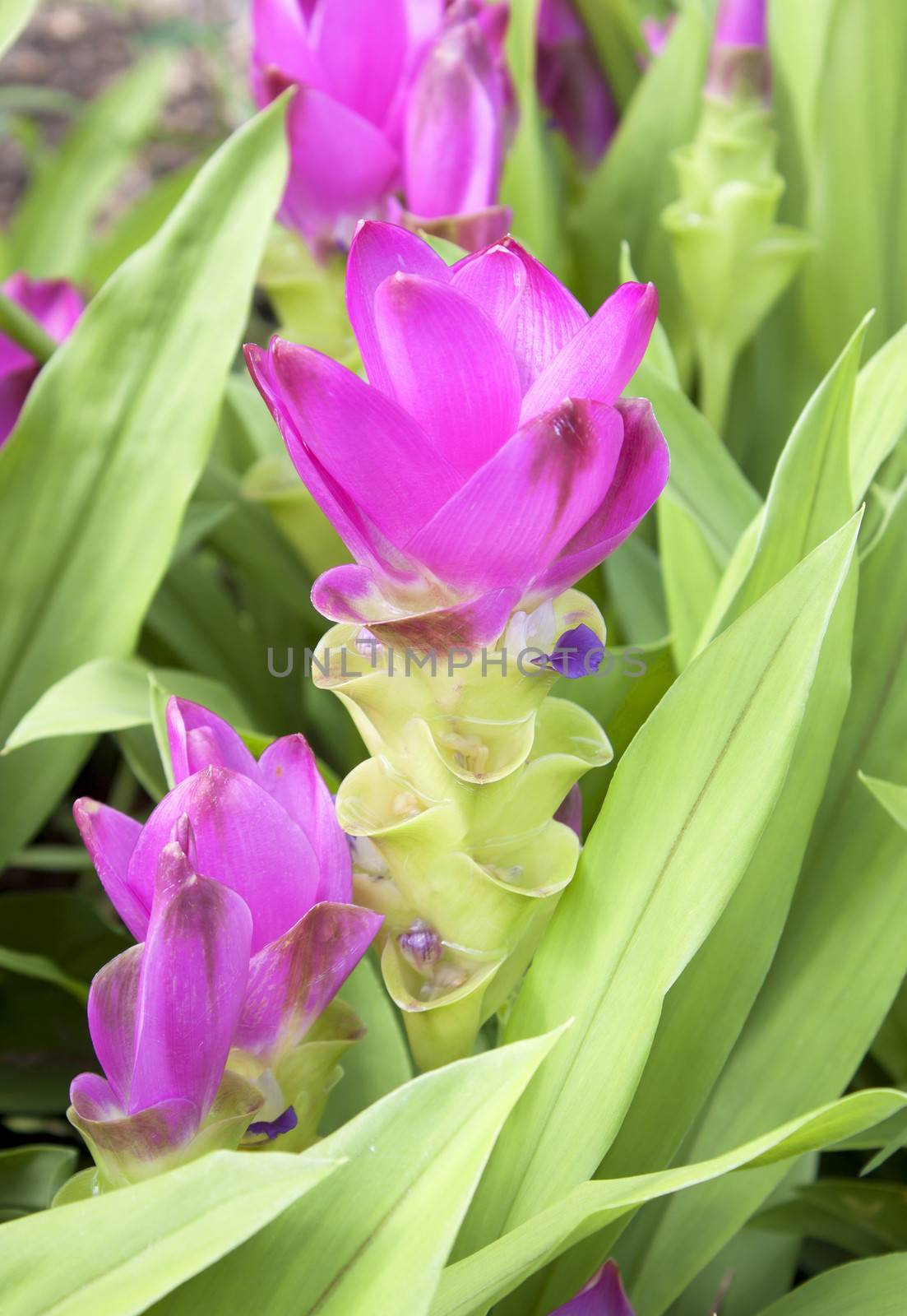 garden flowers blooming curcuma alismatifolia green nature.