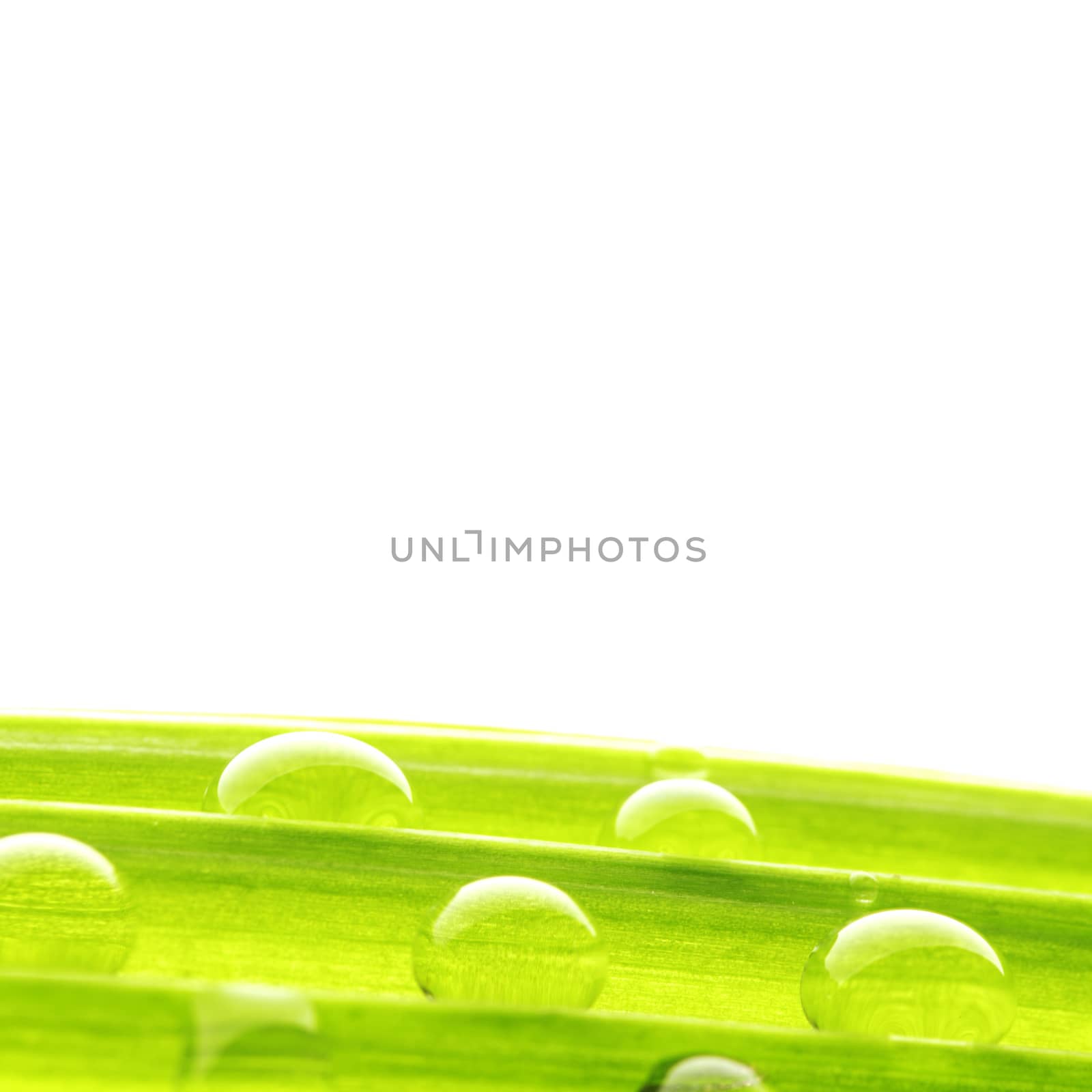 Water drops on the green grass blade isolated on white background