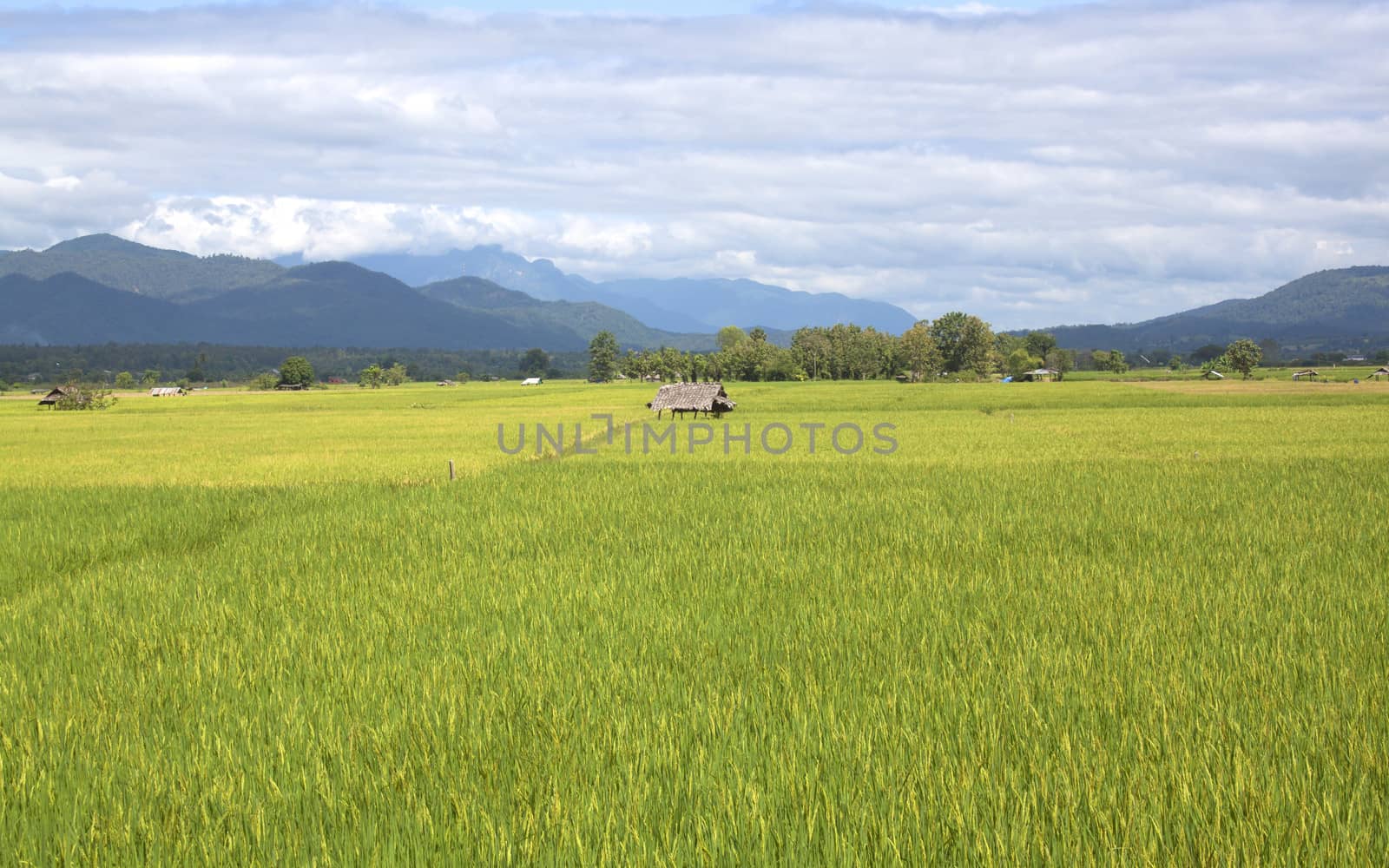 Paddy field of yellow rice harvest season.