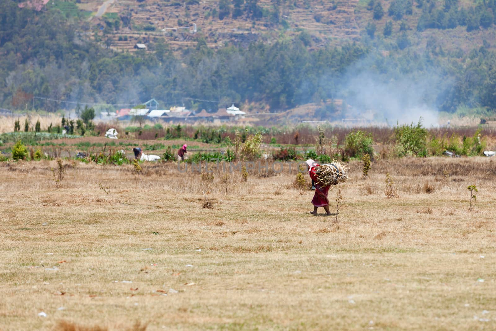 Old female farmworker carries firewood by iryna_rasko